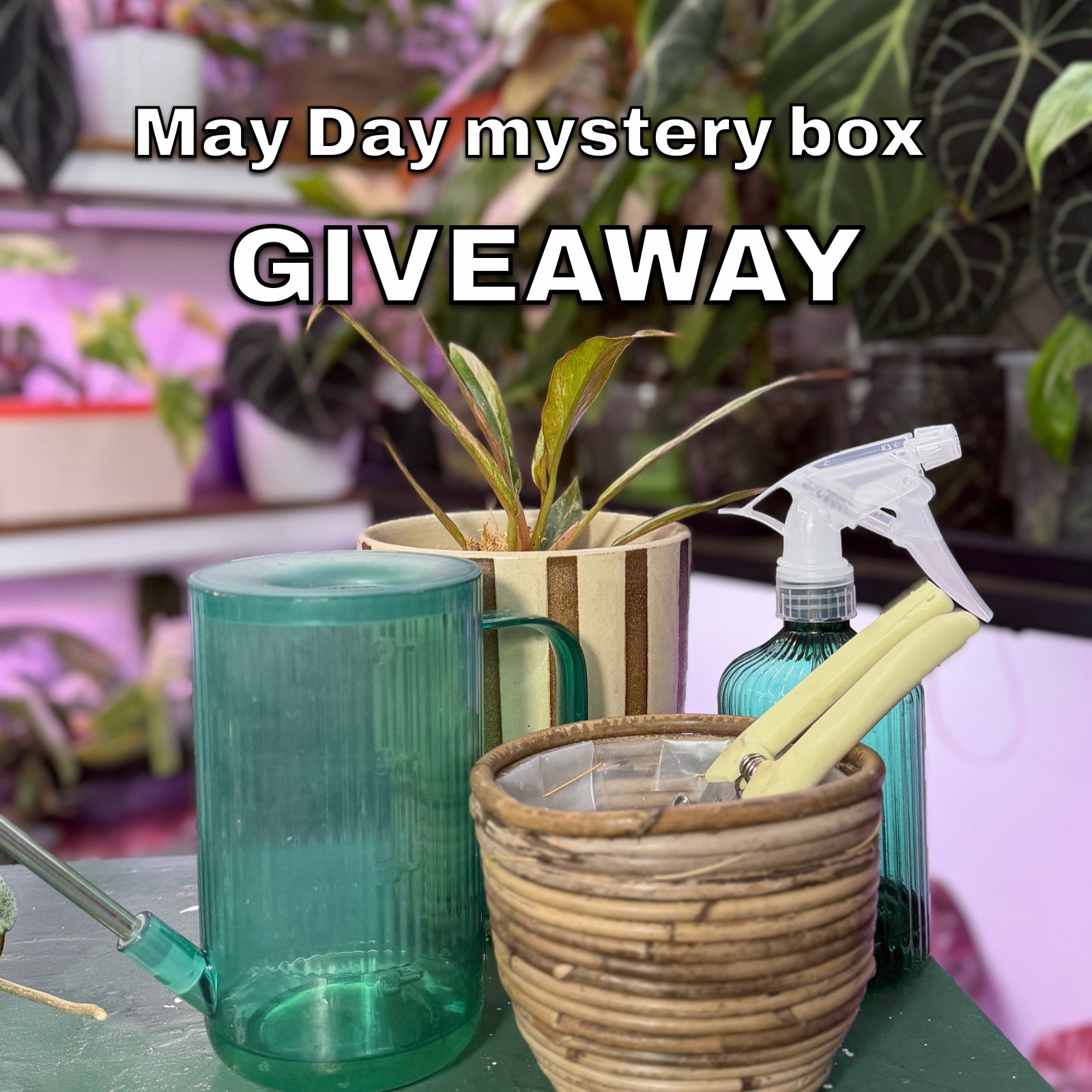 @Pothosiblyaboutplants
