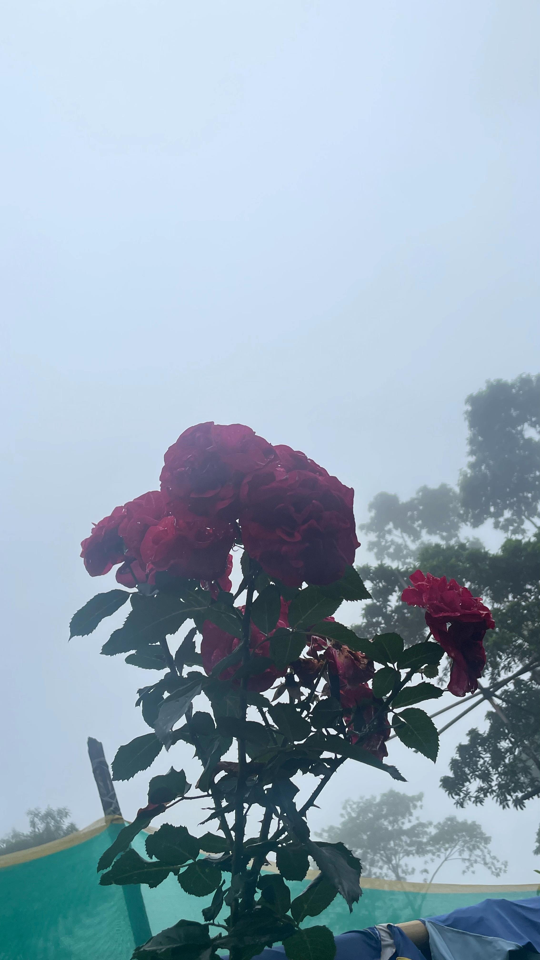 @नखावा कृषि(जय राई)