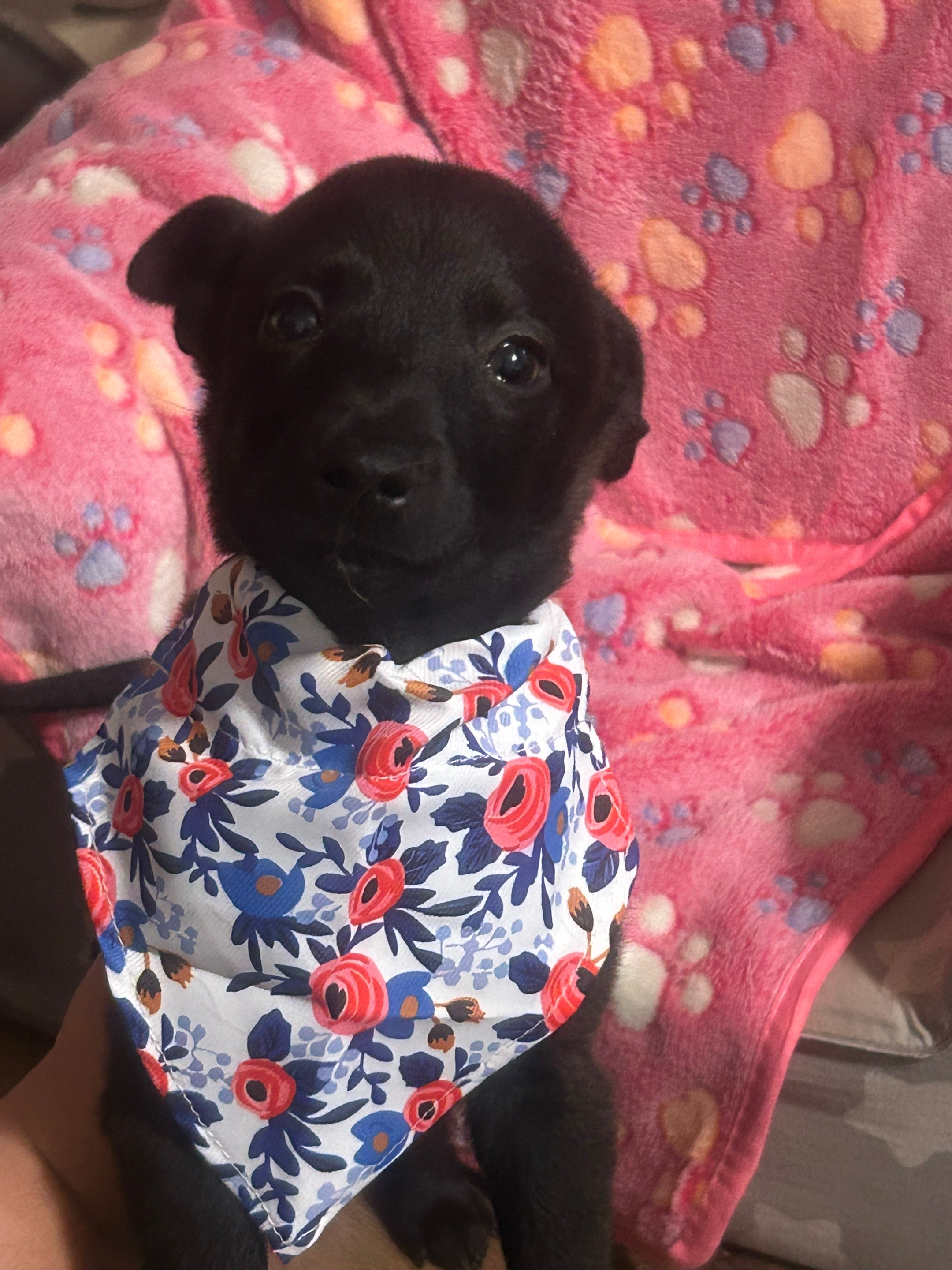 @FosterAngels