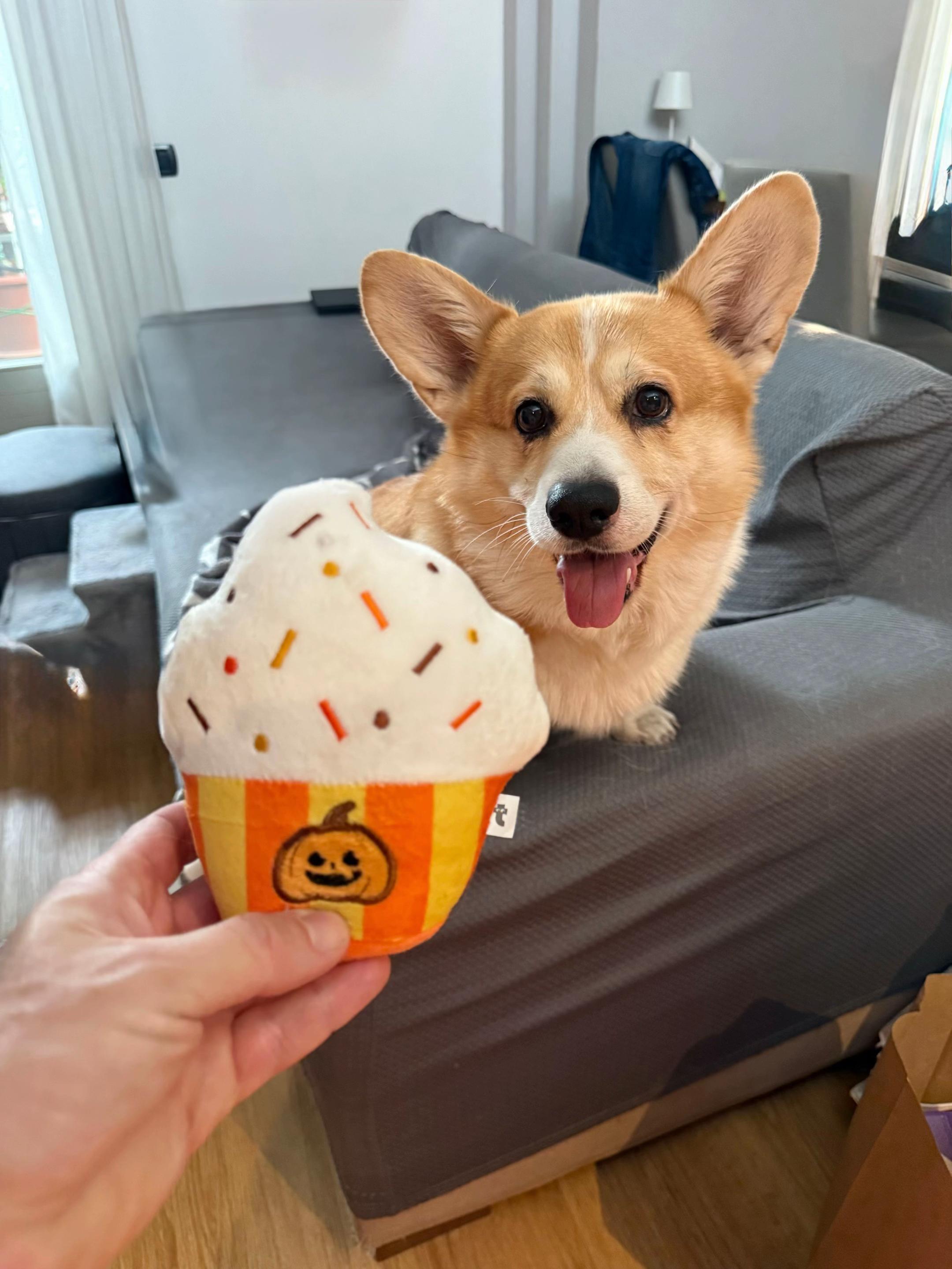 @Cheddar the Corgi