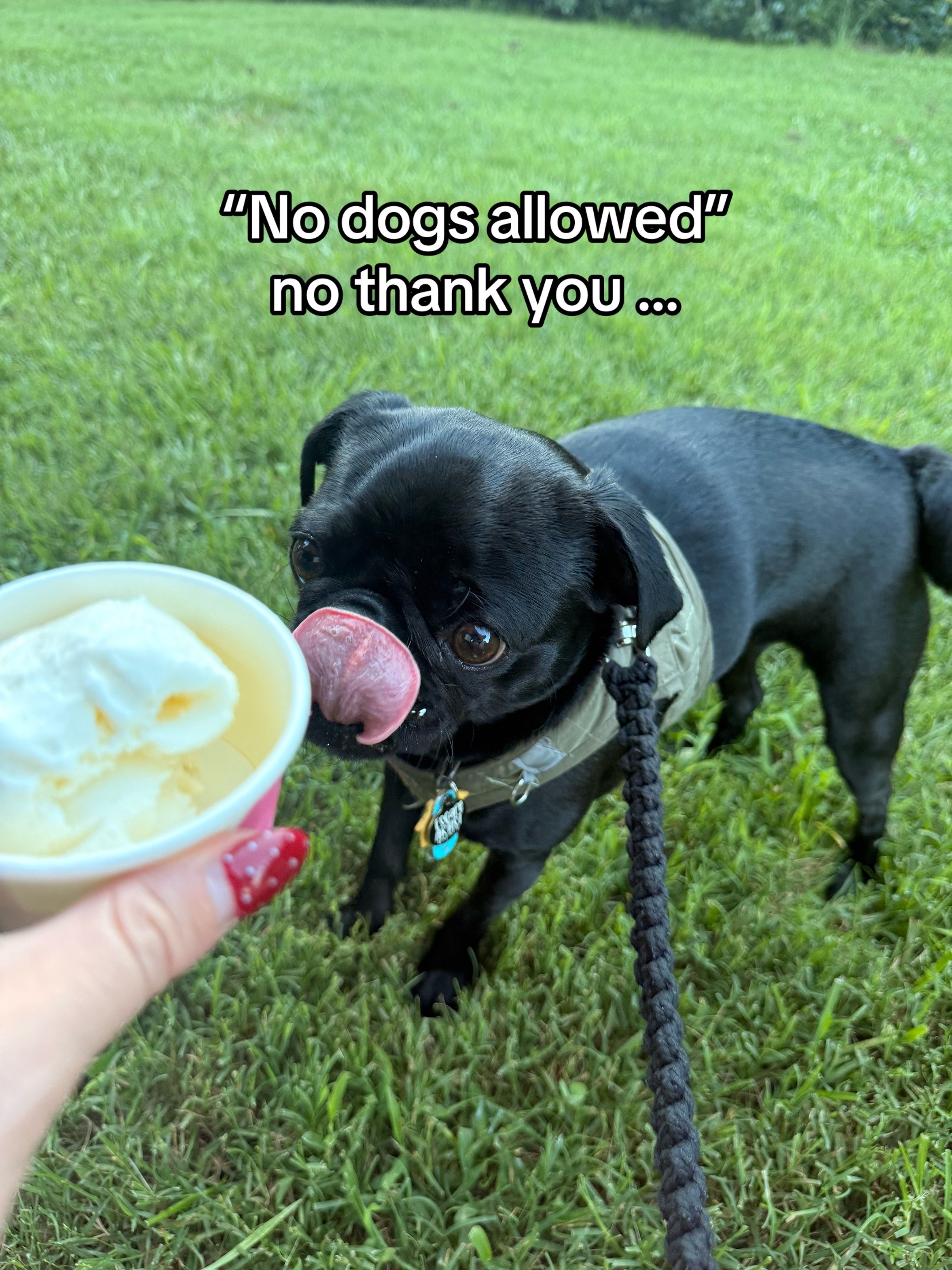 @SirEdmundThePug