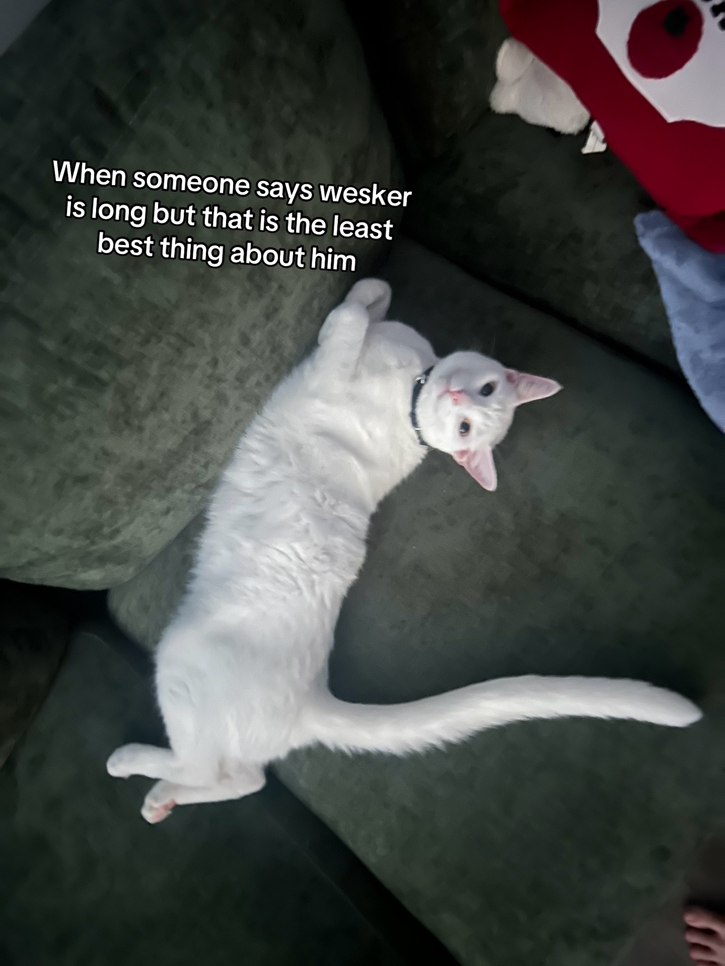 @Houseofpets