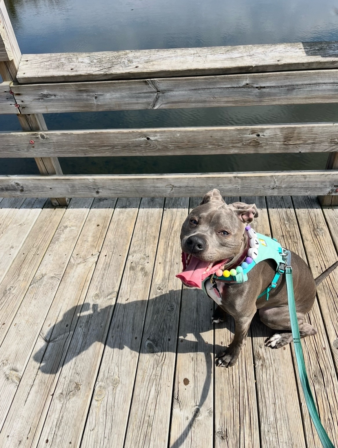 @Ivy the pitty