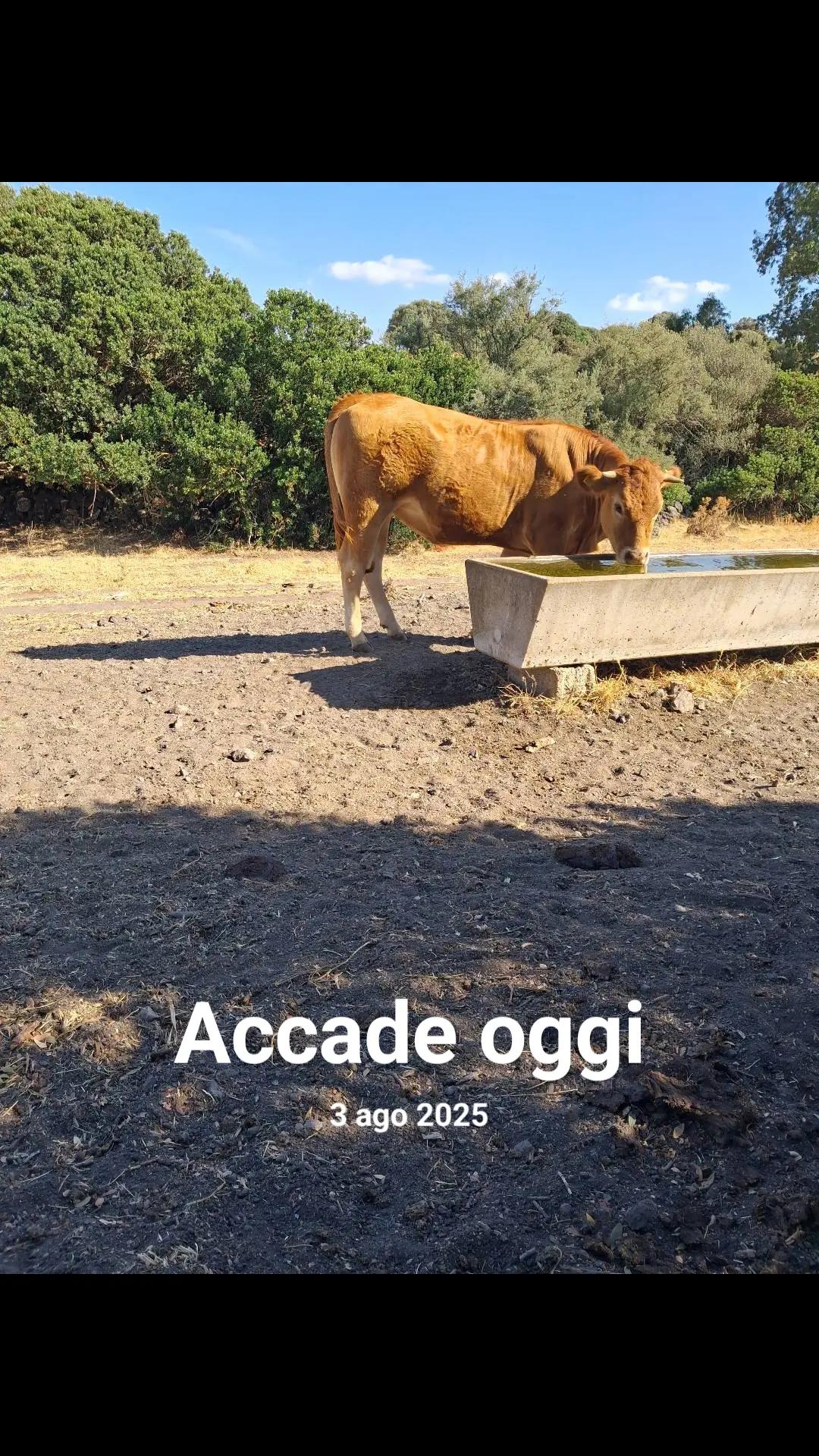@Franziscu82