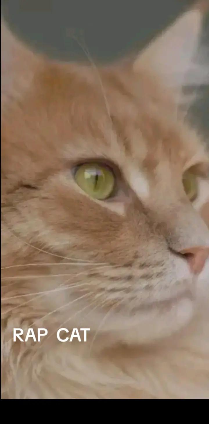 @RAP CAT