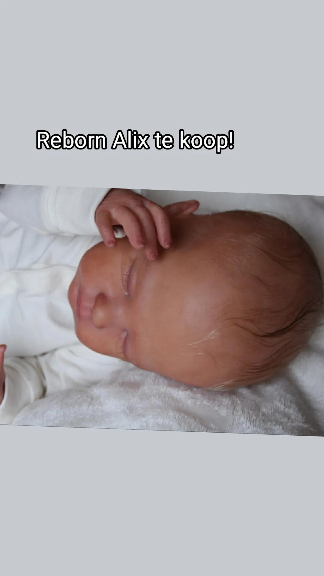 @Dutch.reborn