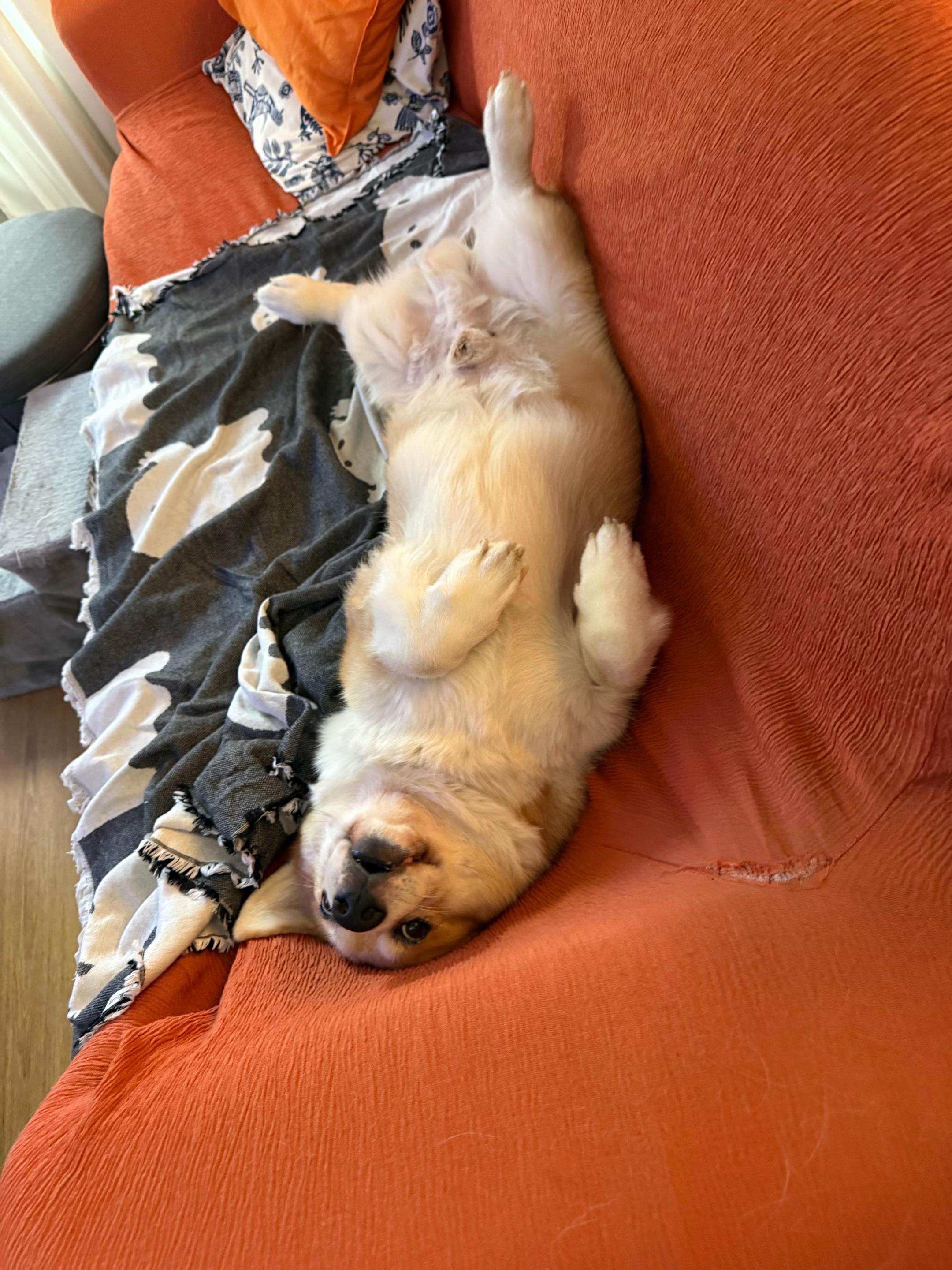 @Cheddar the Corgi