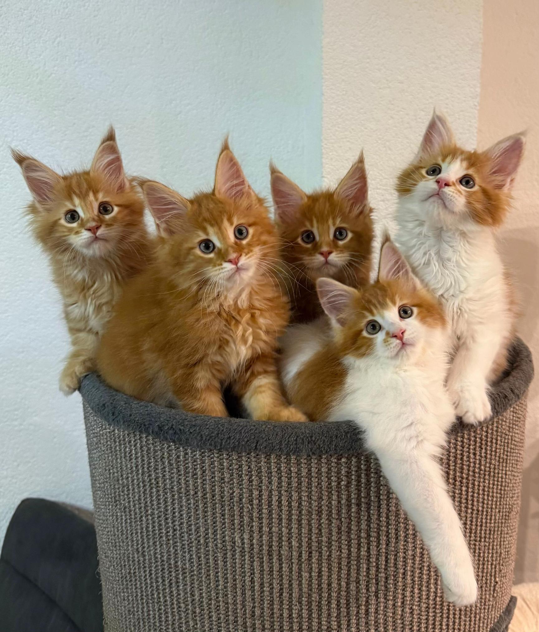 @Golden Maine Coon