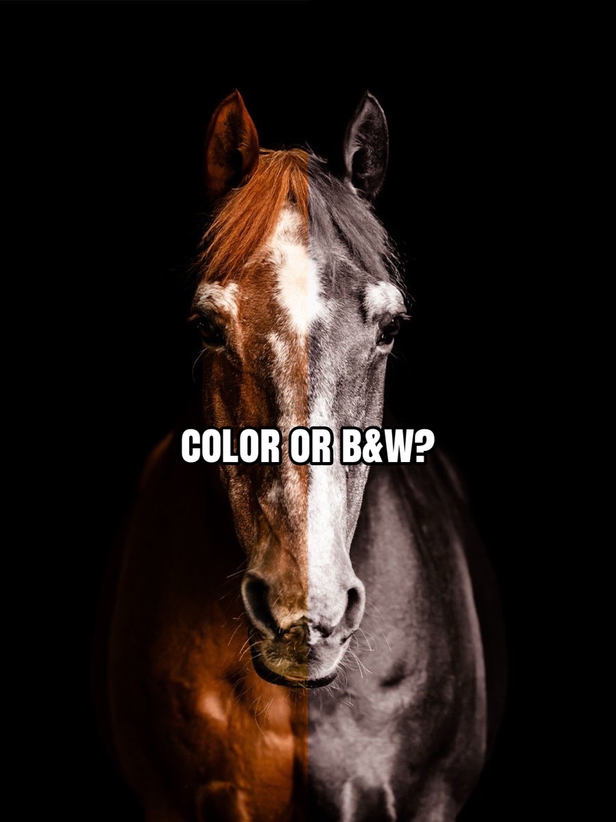 @Tisha 📸🦄 Equestrian&ensp;Photog