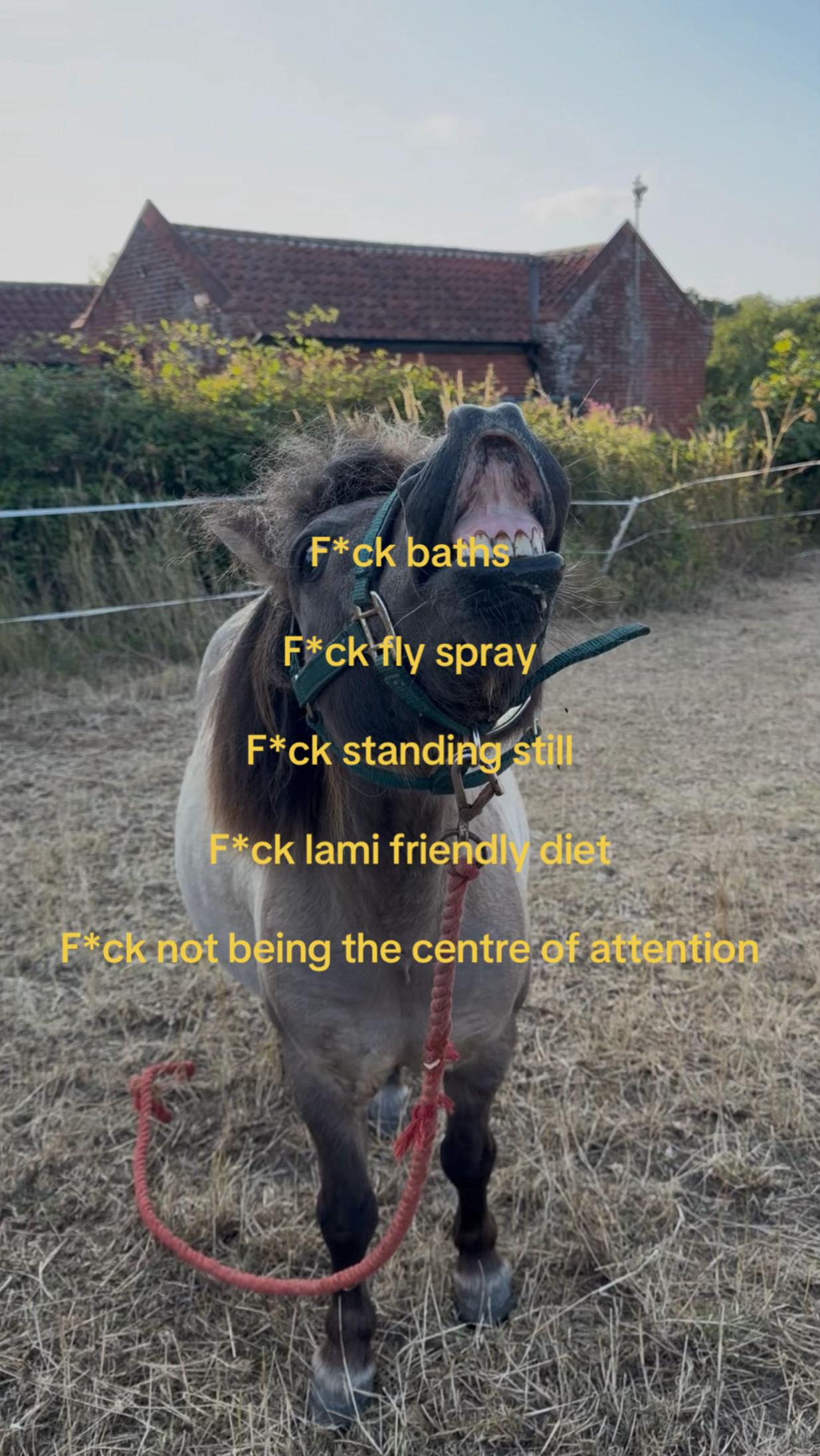@Ernie 🐴