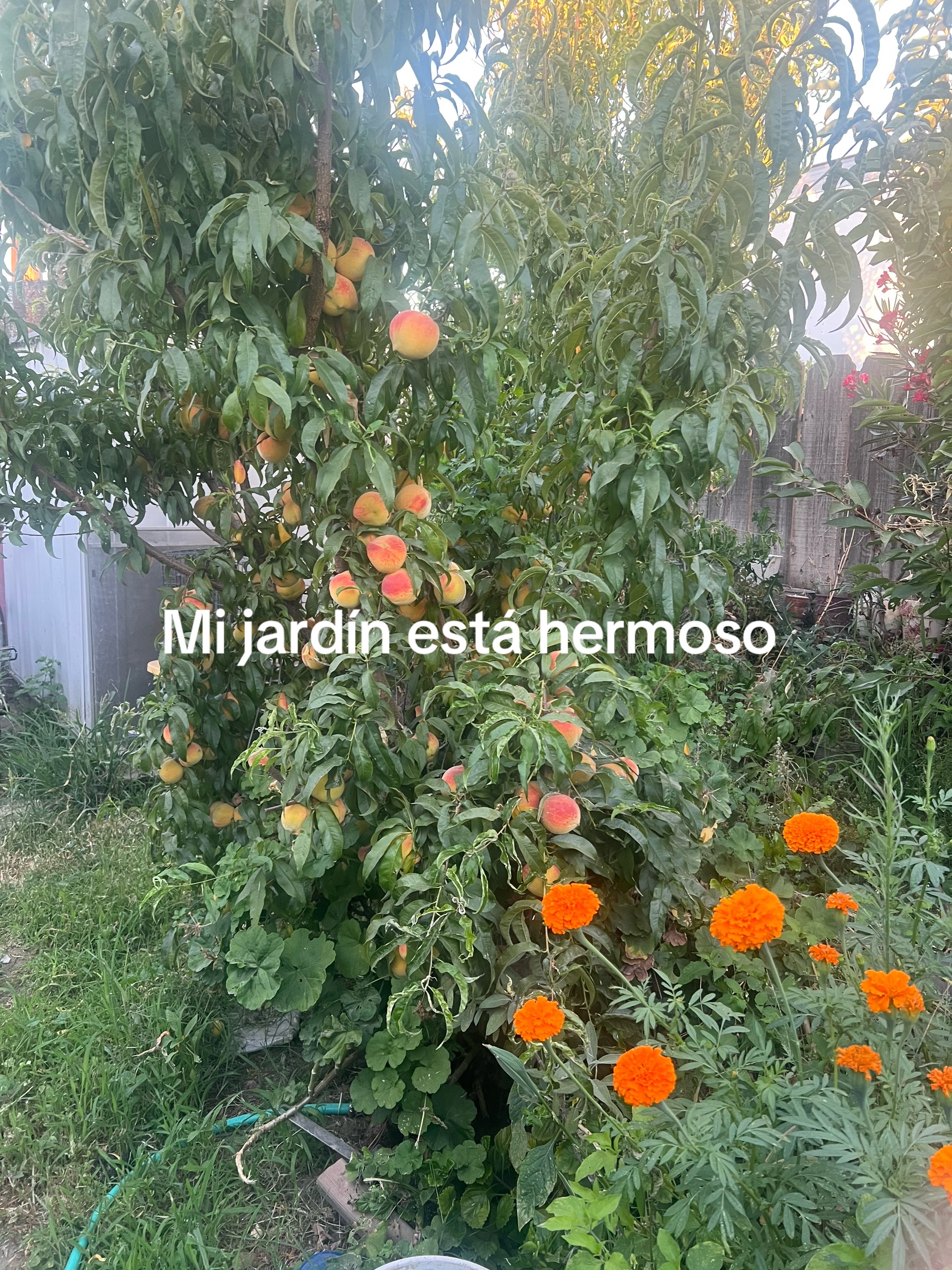 @AliciaAviles