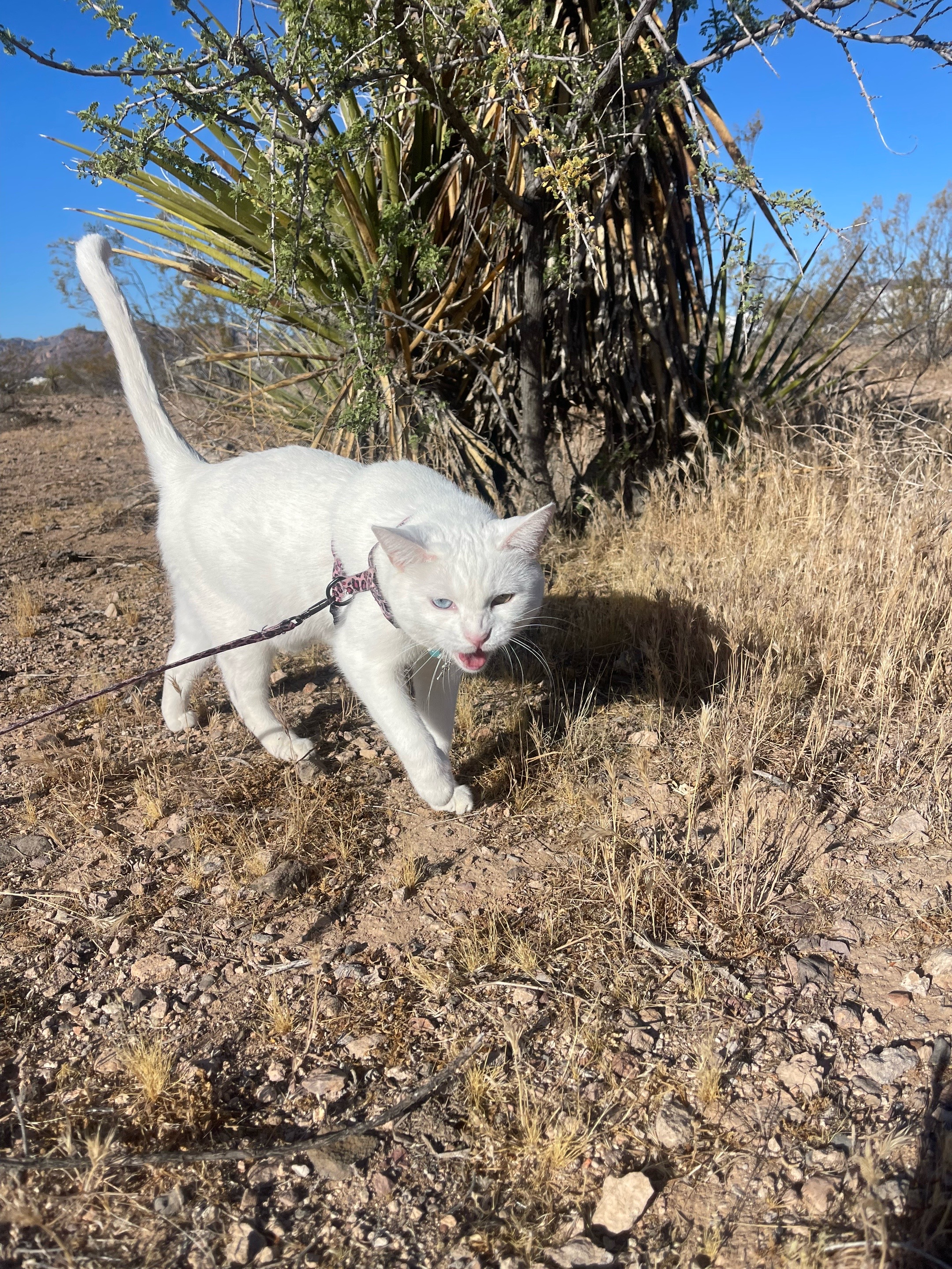 @chicken the white cat