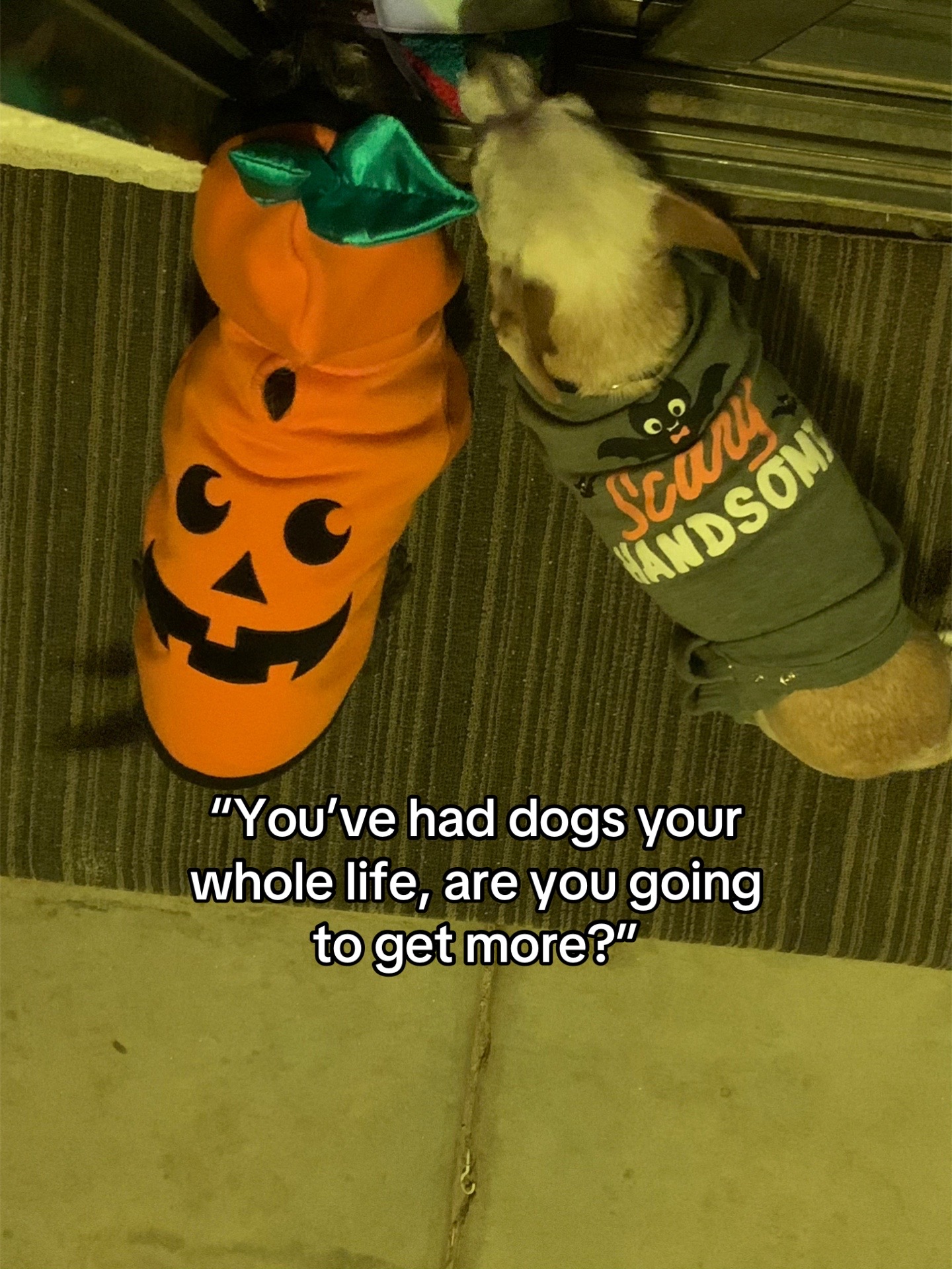 @Ricky and Lucy 🐈⬛