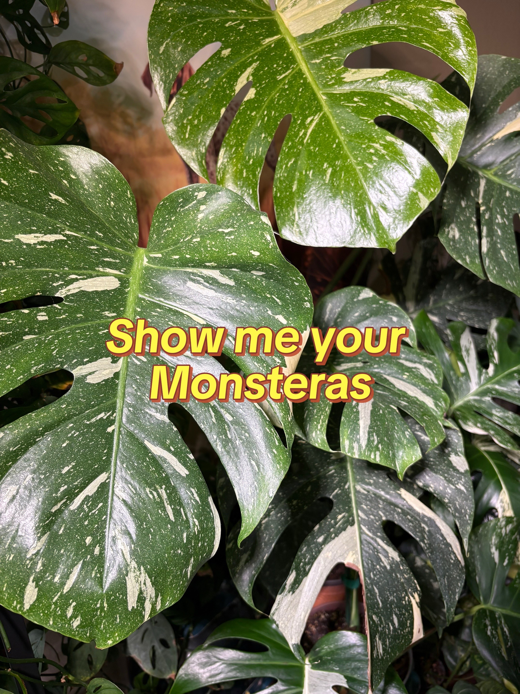 @Plant Girly Erin 🌱💚