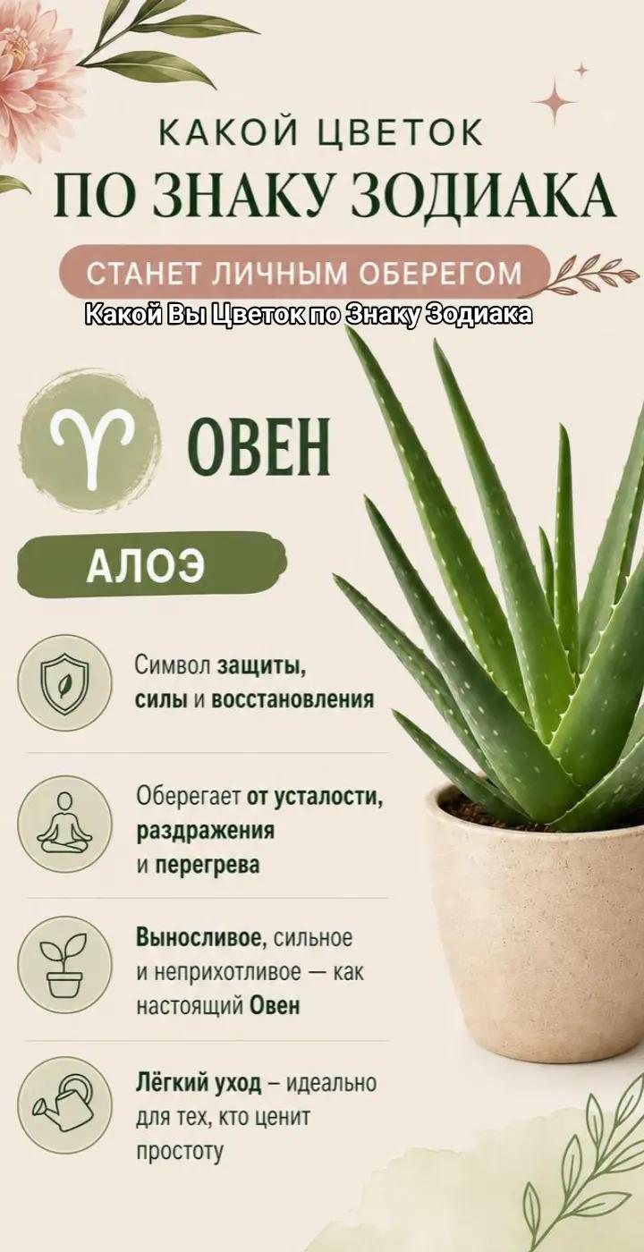@🎼Нетипичный🎼Рунолог🎼