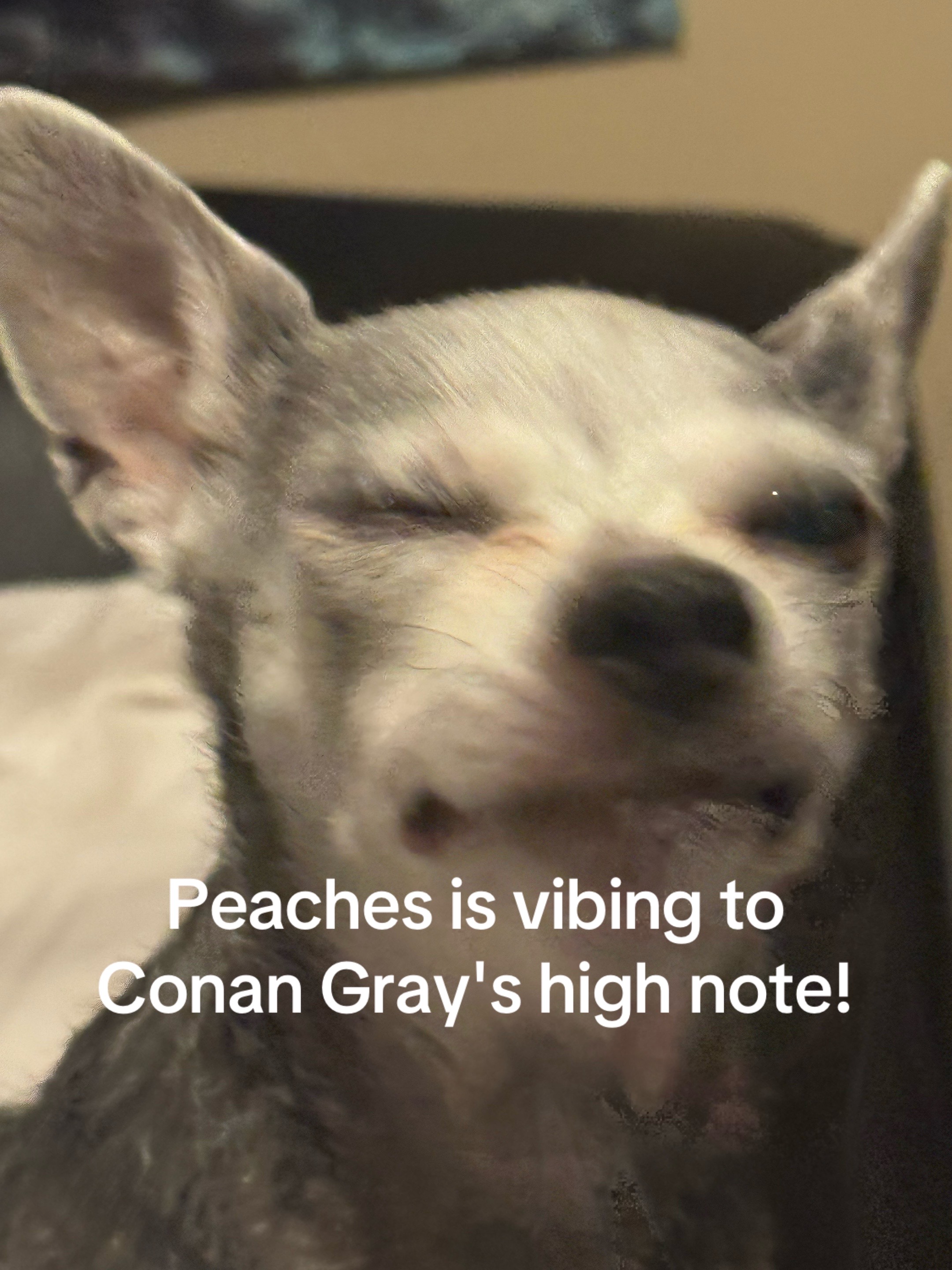 @Peaches🍑🐾