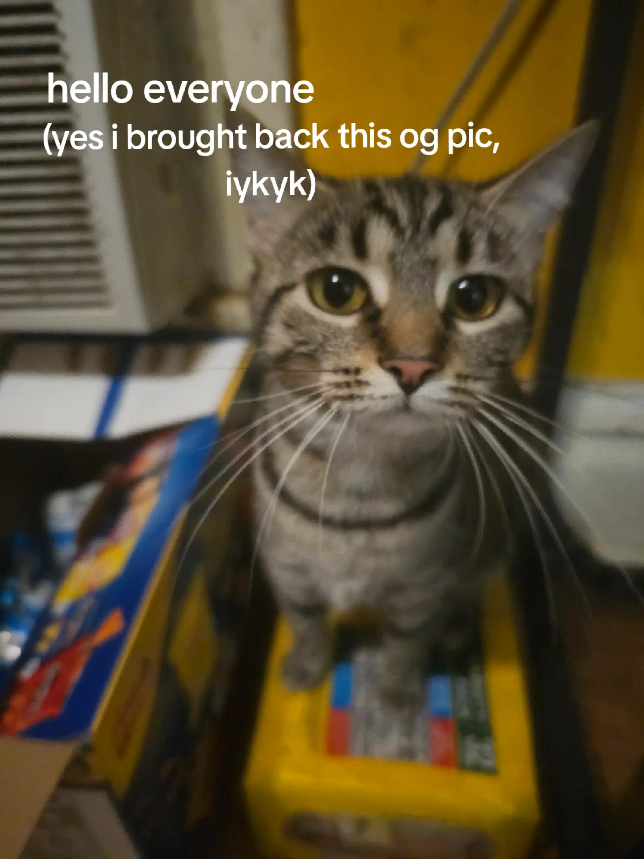 @Catgaga