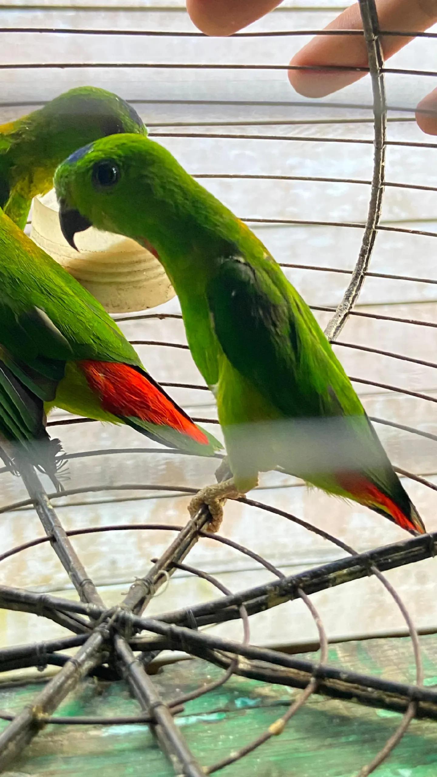 @king srindit👑🦜