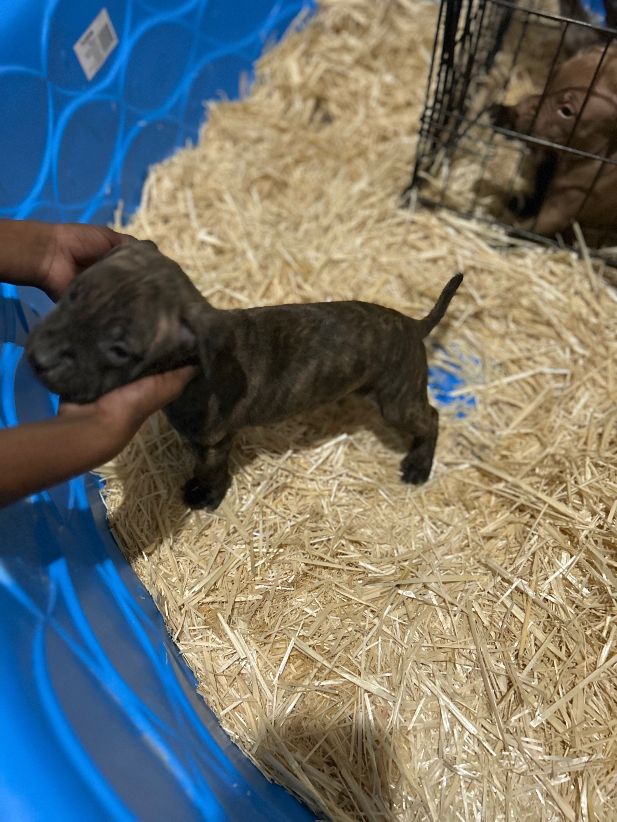 @Big Bookie Kennels