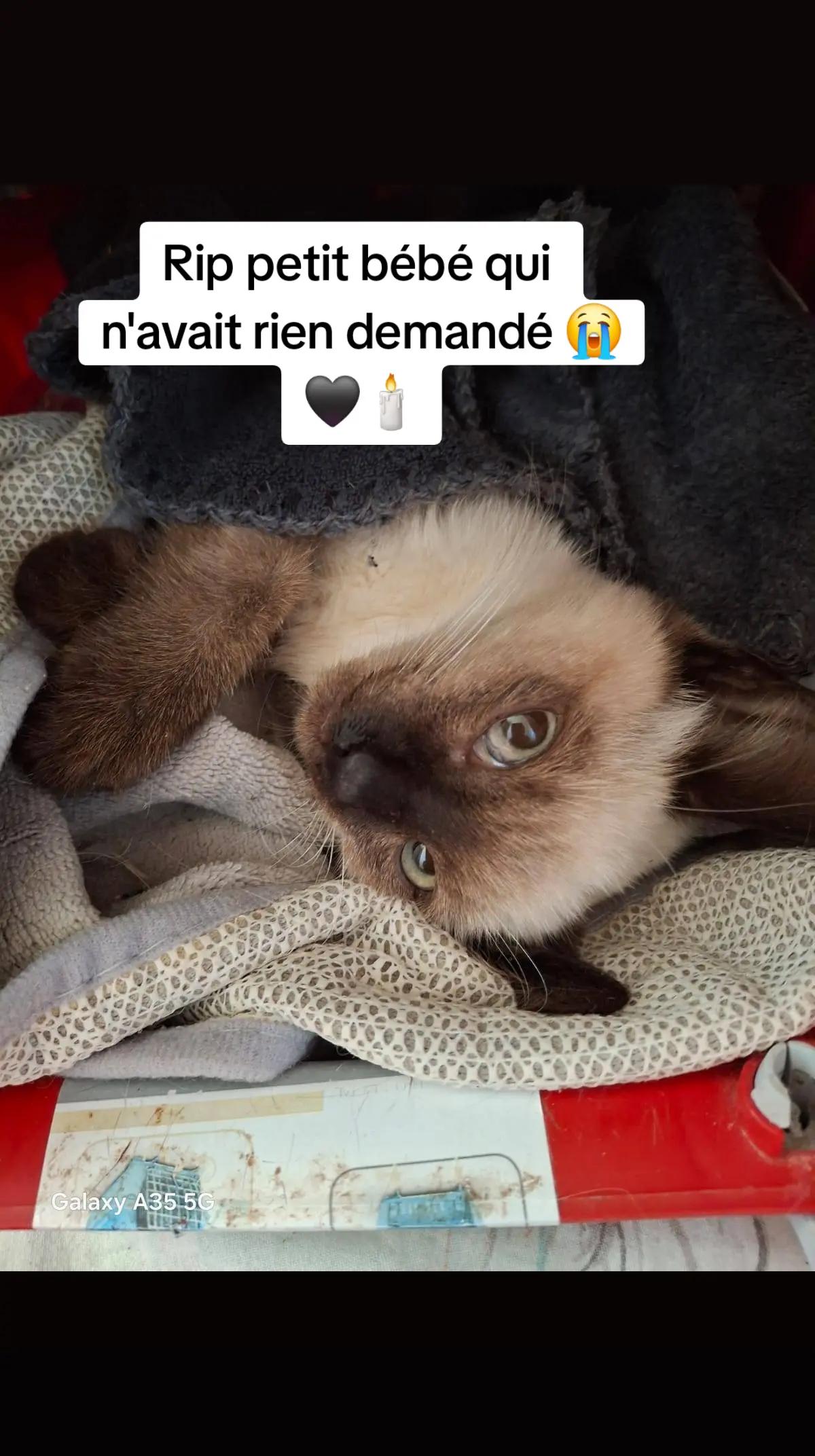 @Ass Les petits f&eacute;lins de Corse