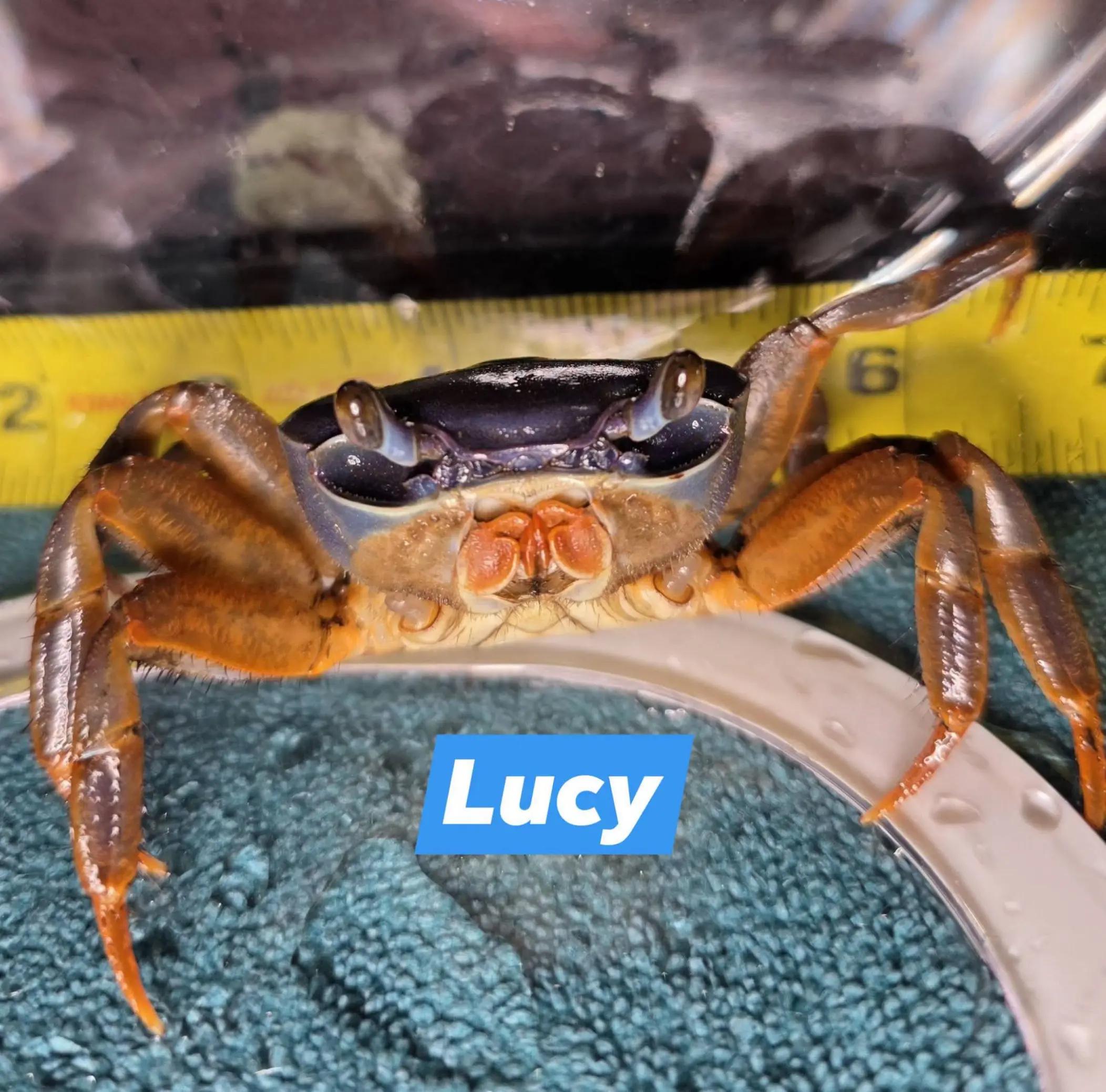 @Howie The Crab