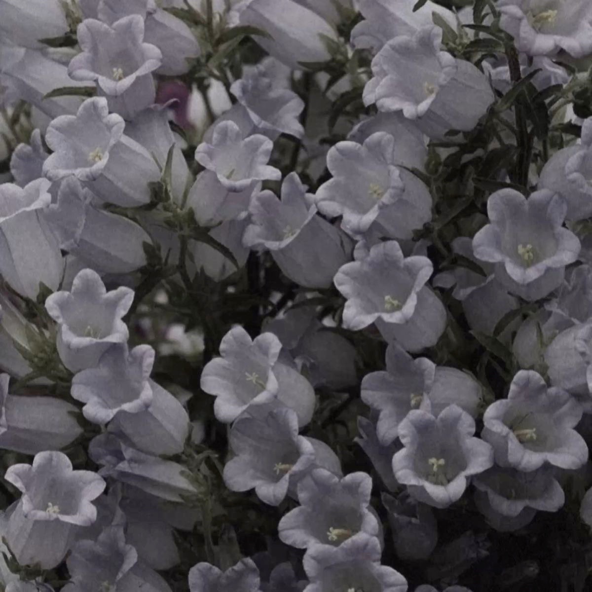 @˚₊‧꒰ა 𝒜𝓃𝑔ℯ𝓁 ໒꒱ ‧₊˚