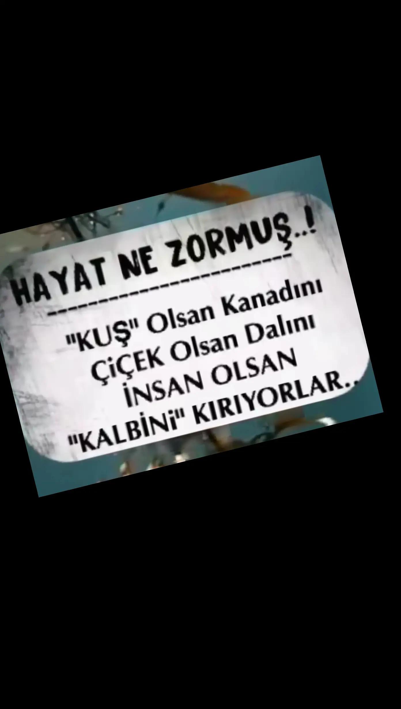 @papatya