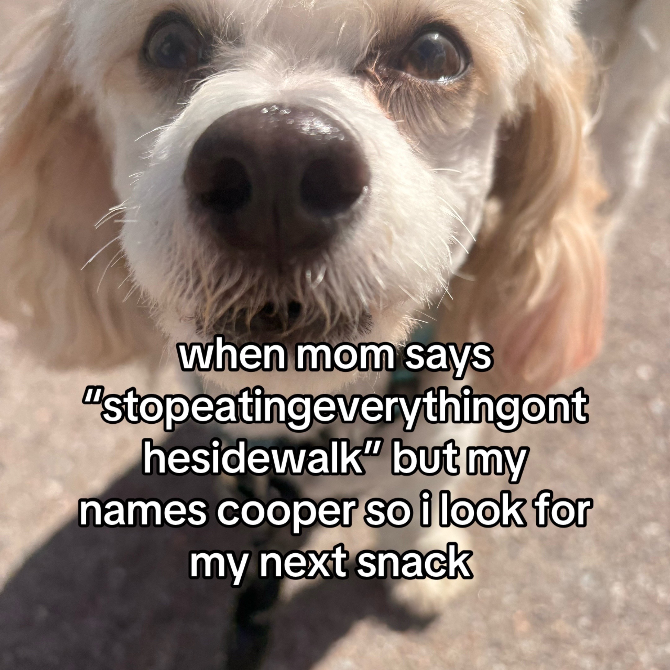 @Silly.dog.cooper