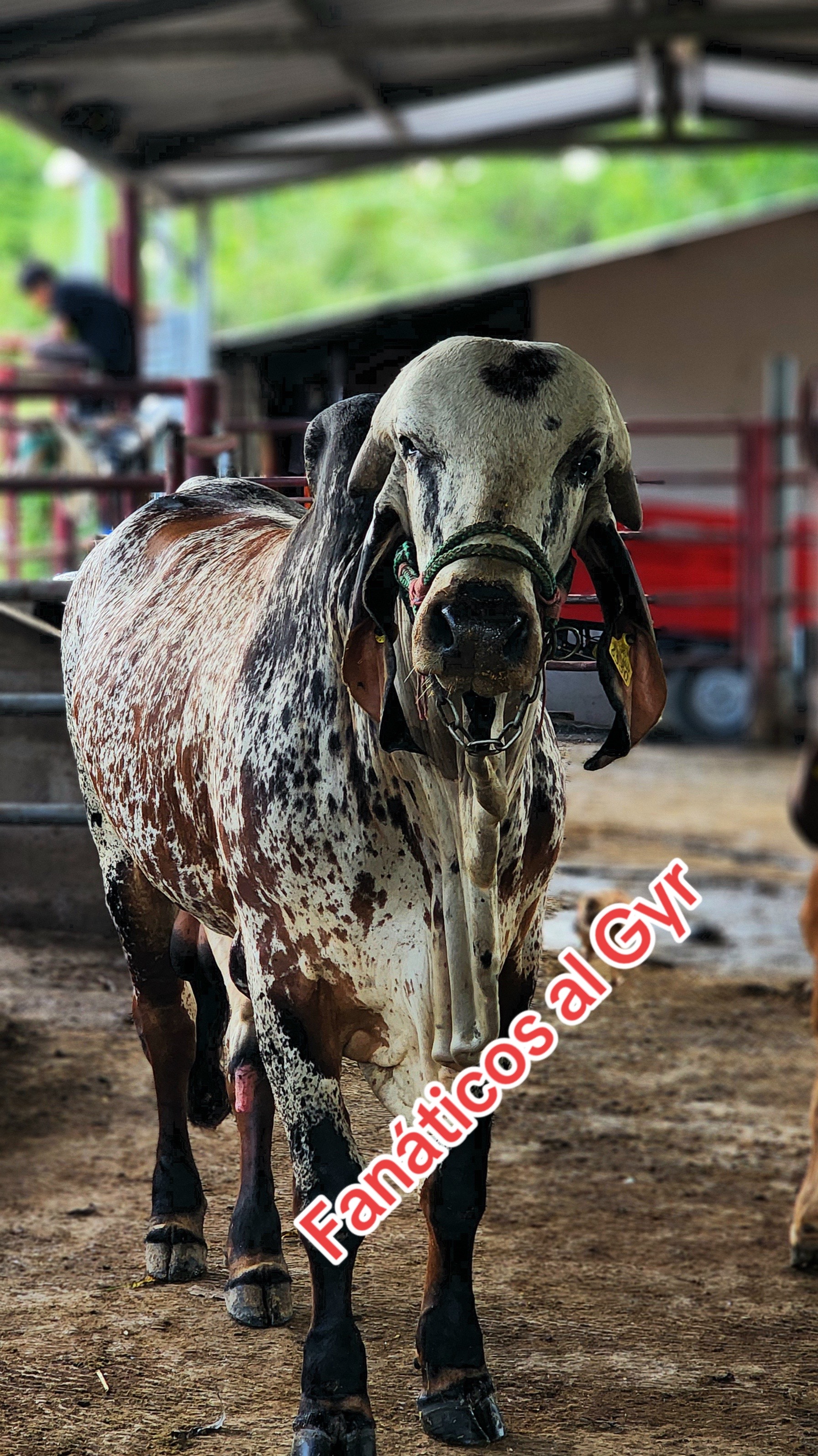 @Rancho Lopez Lopez