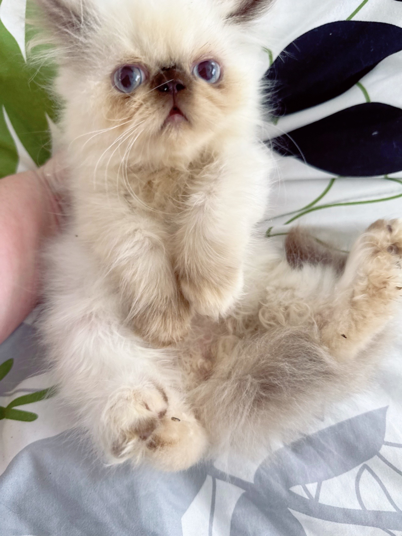 @PersianKitten