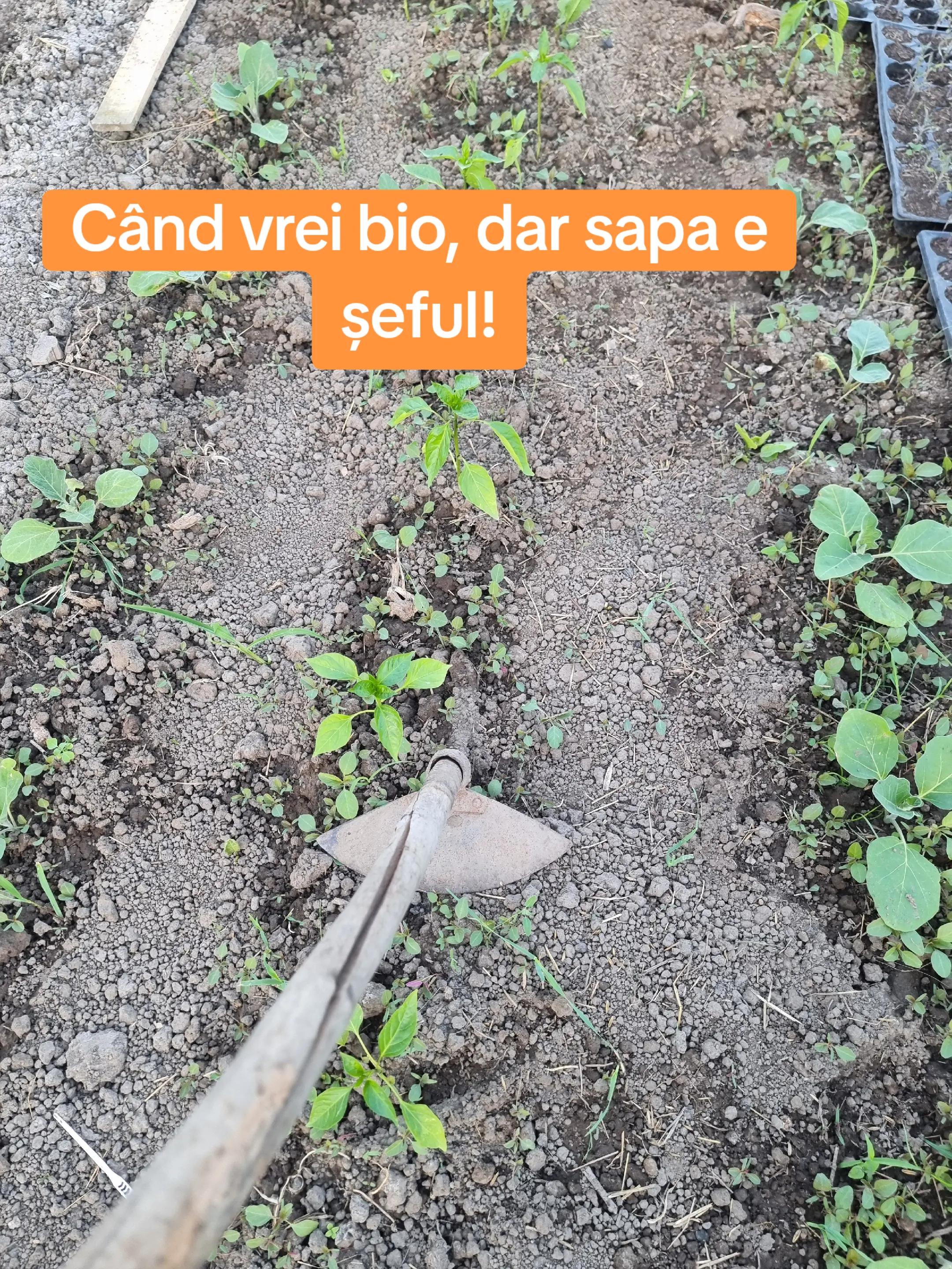 @🍎Din natură & Din tradiție