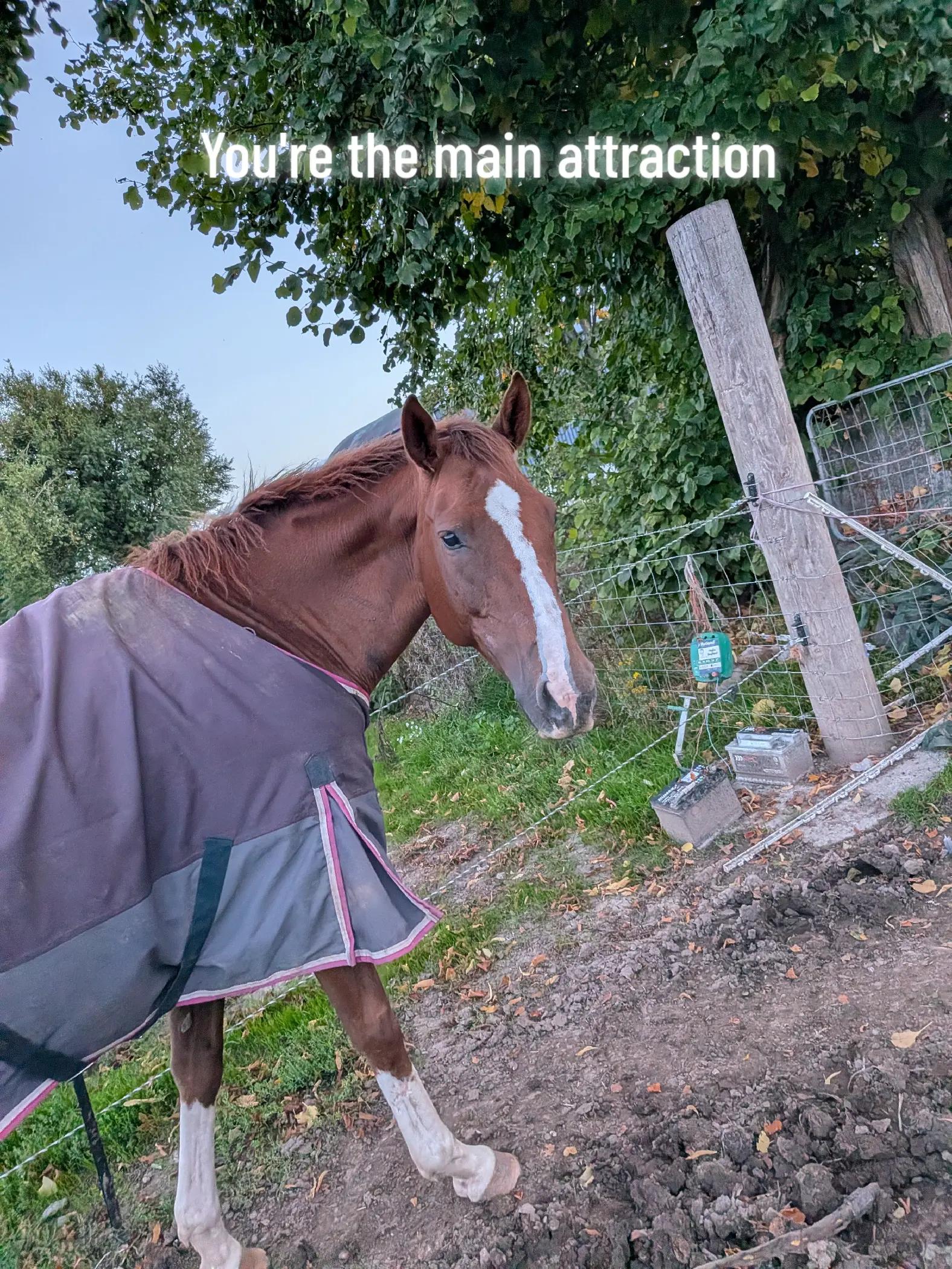 @Skye and the ponies