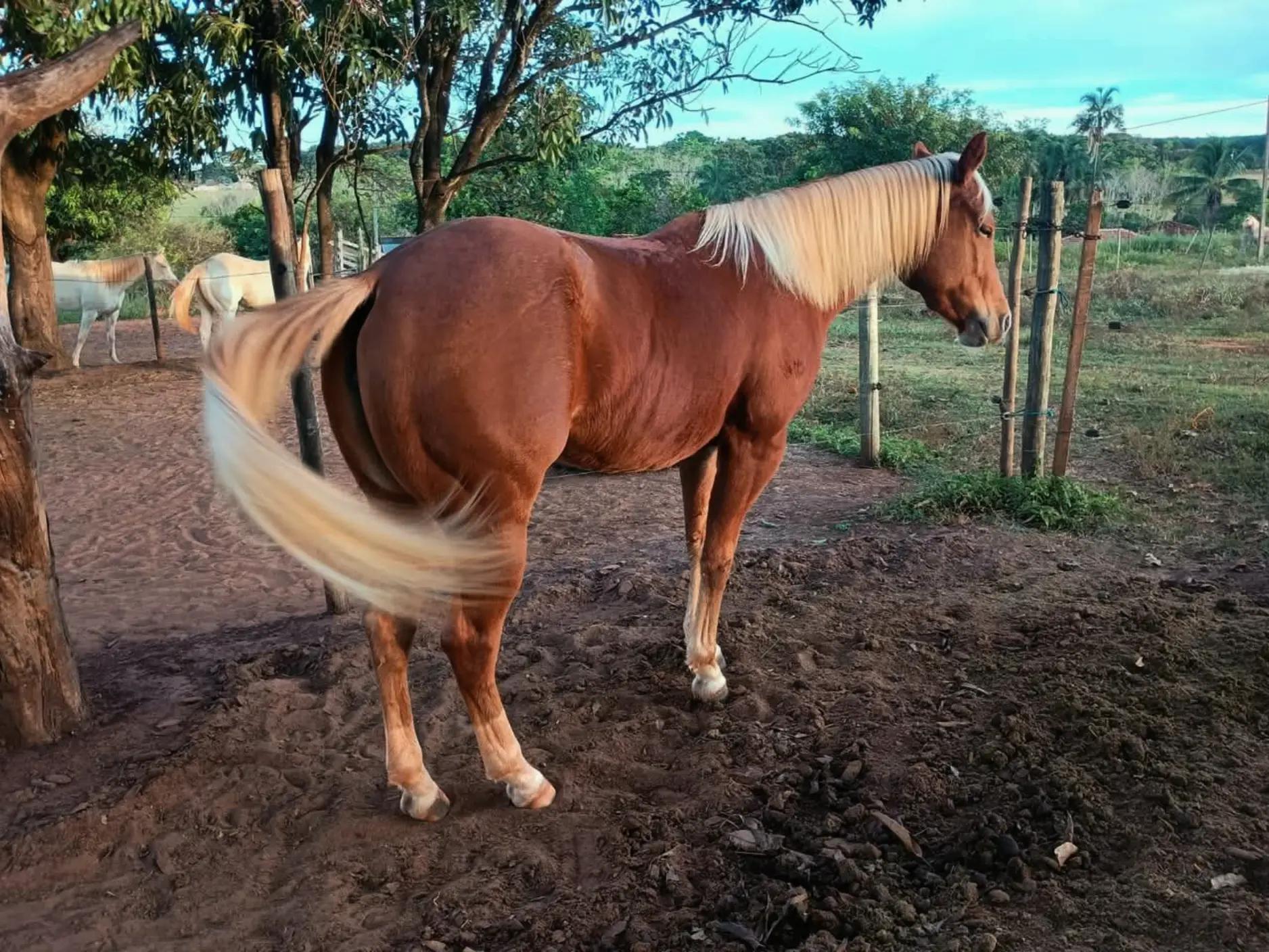 @haras amorim