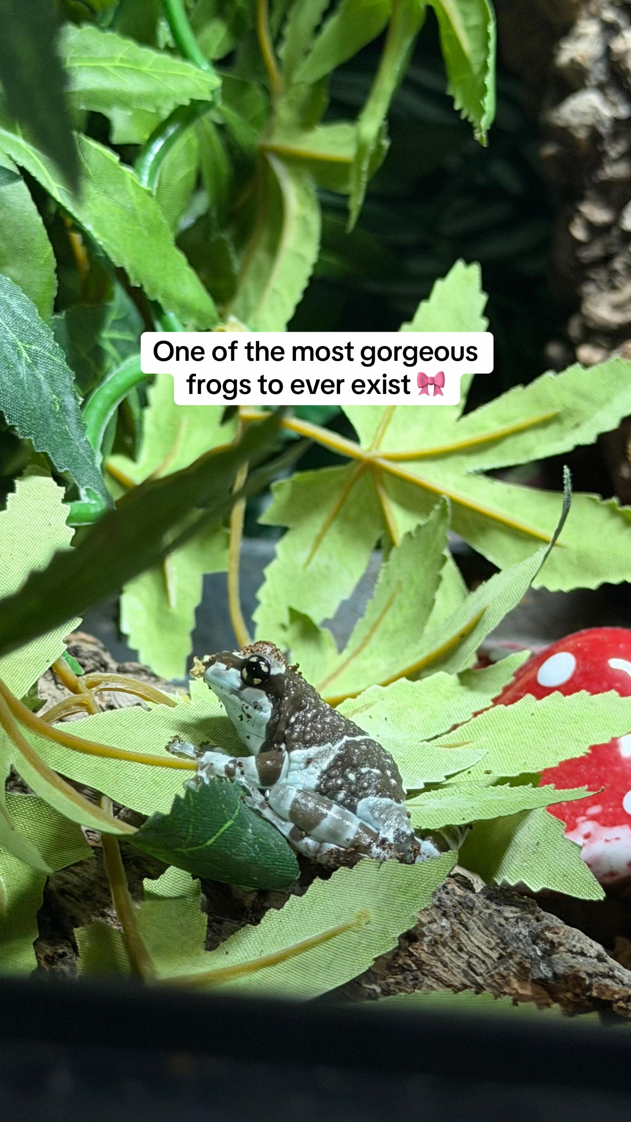 @frogsandoddities