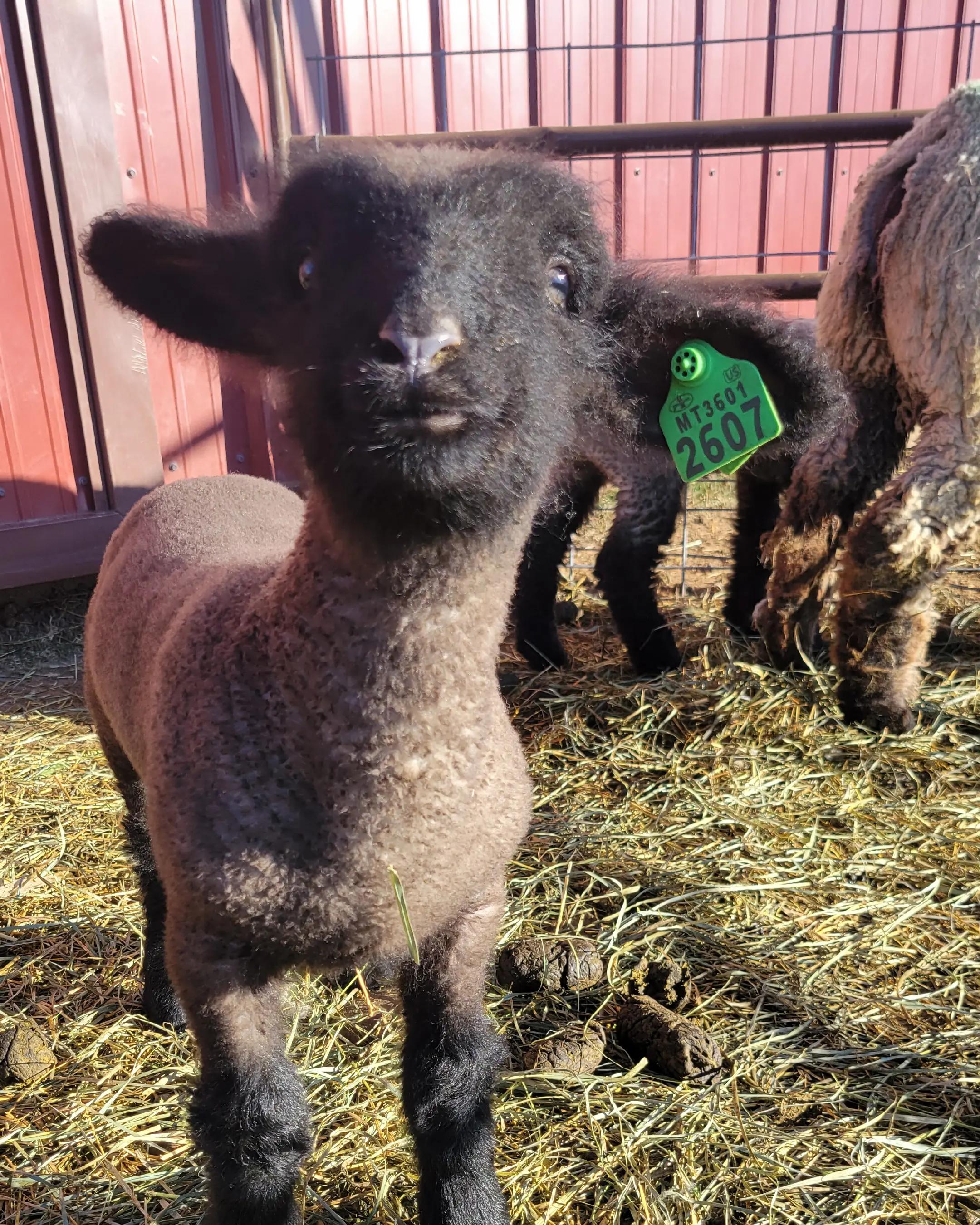@Skinner Show Lambs
