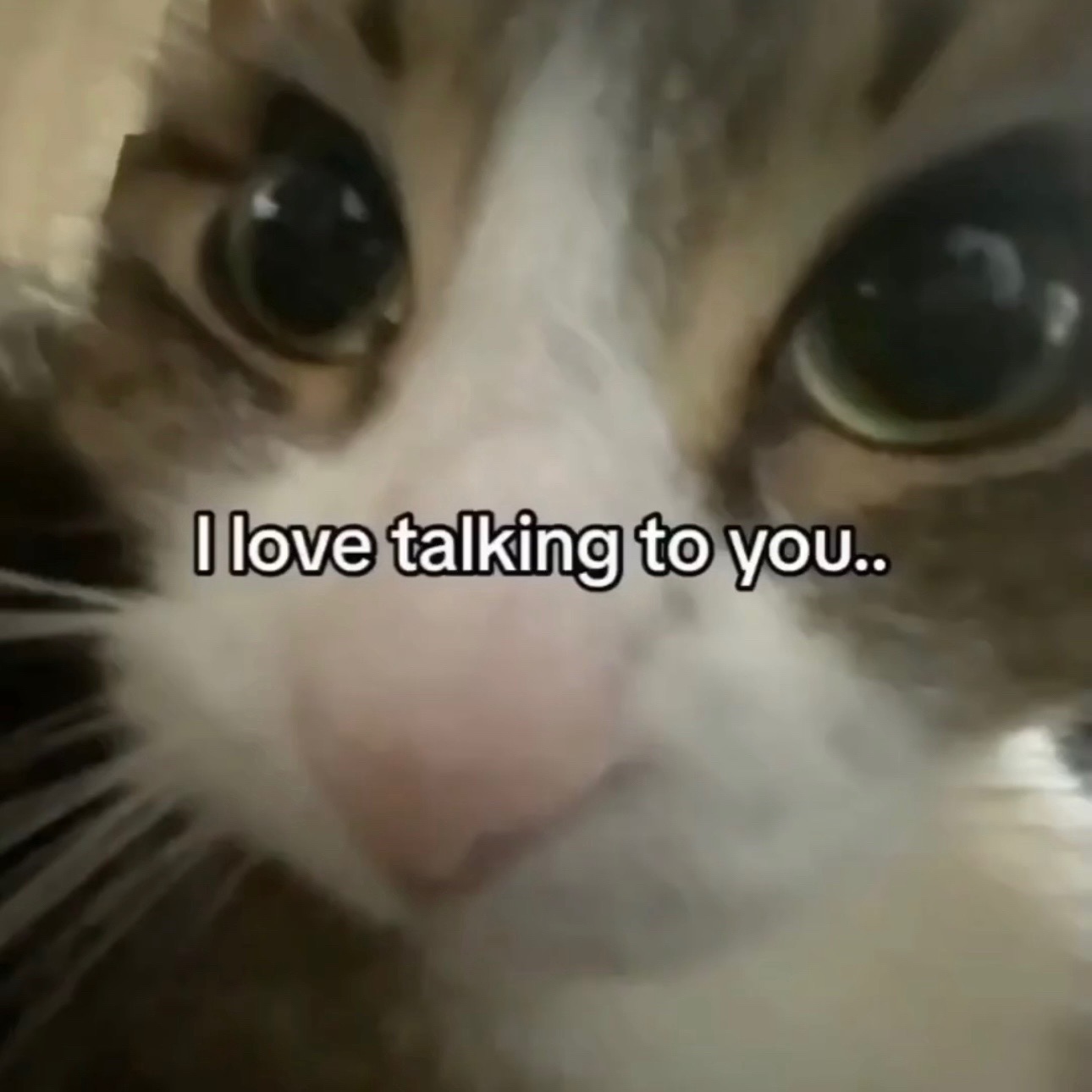 @Cat Memes