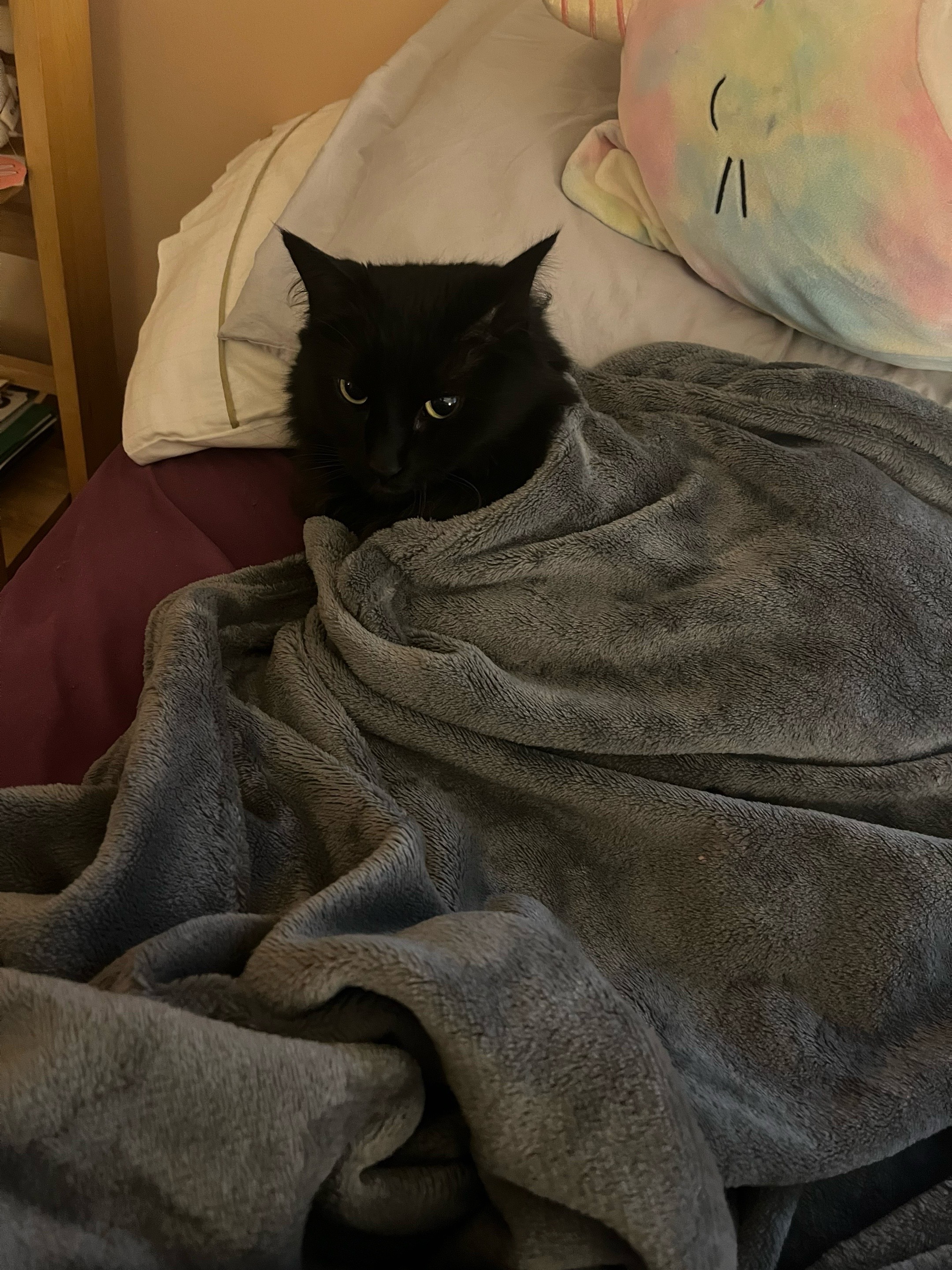 @NICO NATION 🐈⬛