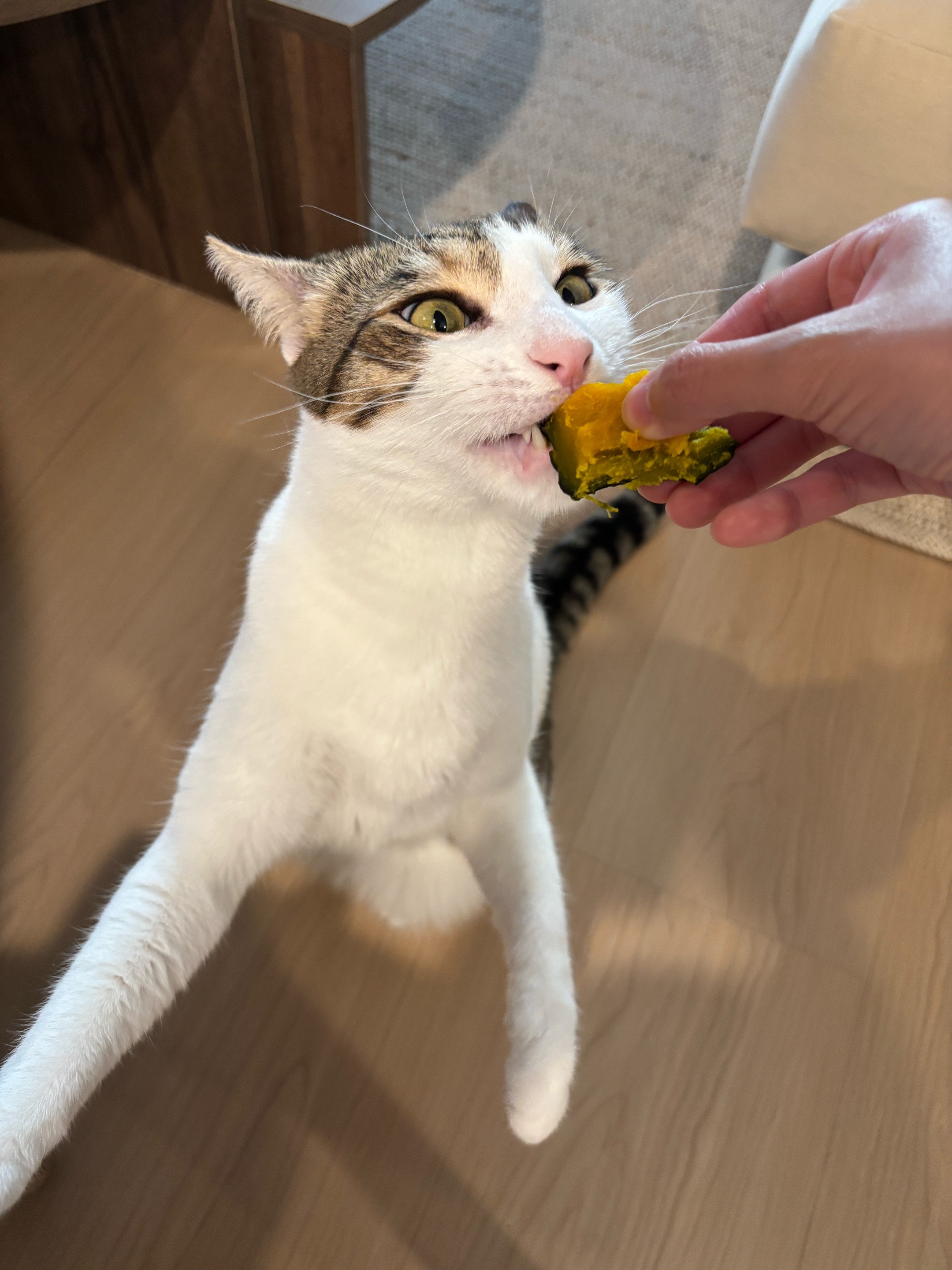 @Mimi Wawa Meow