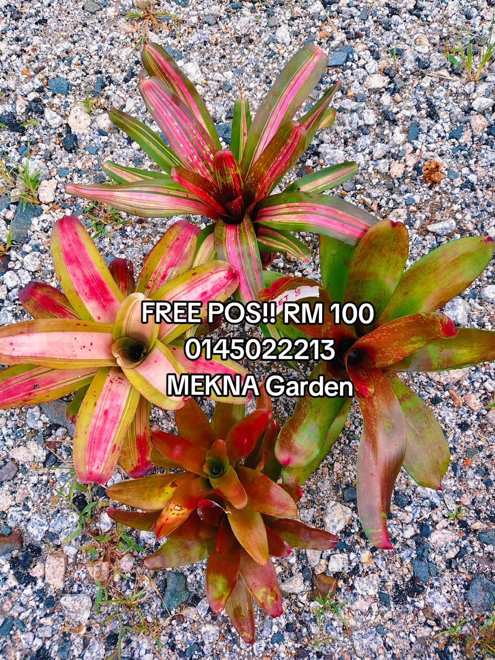 @MEKNA Garden