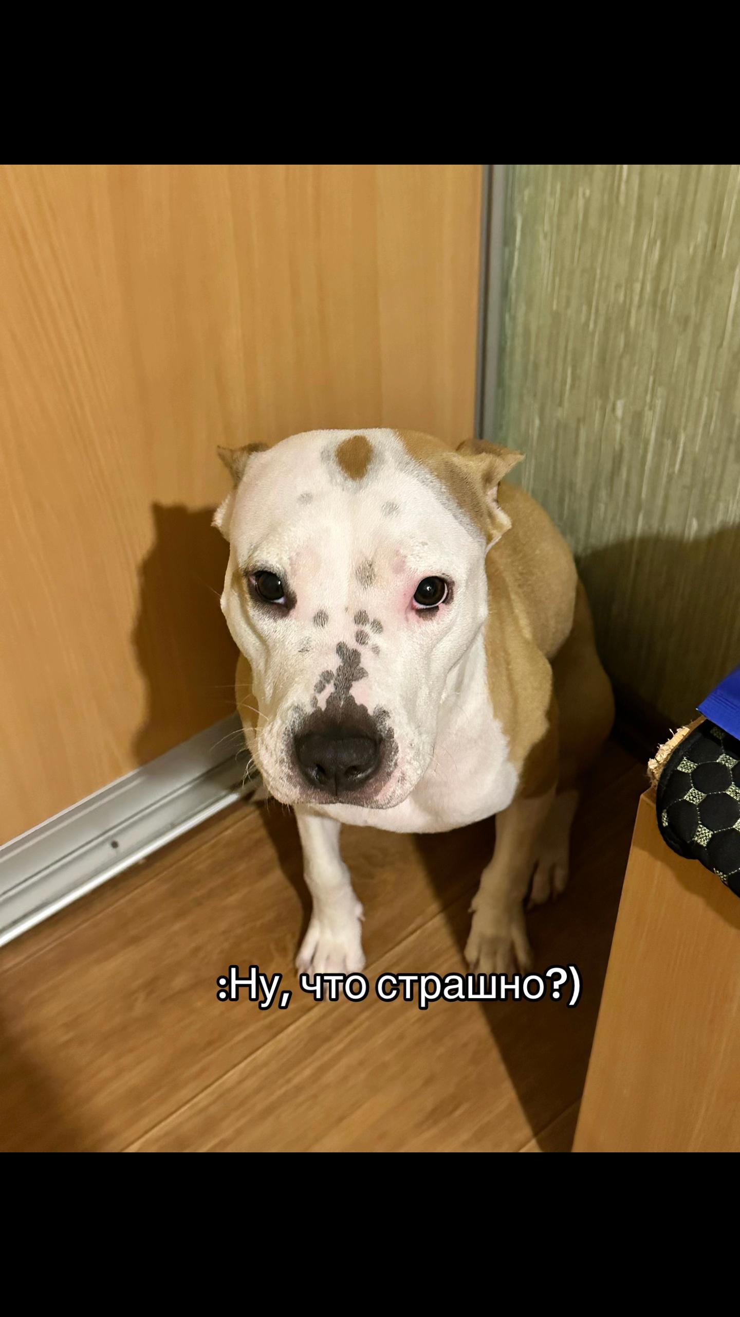 @🦋ТГК:PitoStaff_Milfa🦋