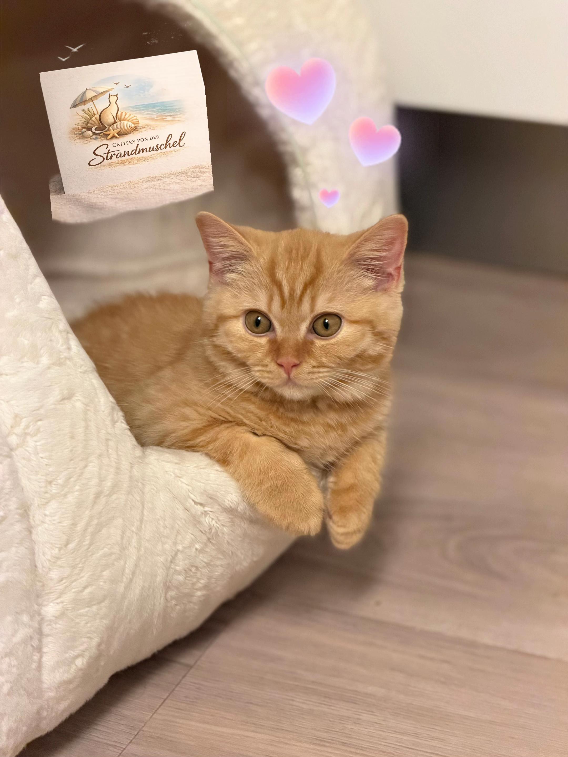 @EvelynCats ❤️😻❤️🇩🇪