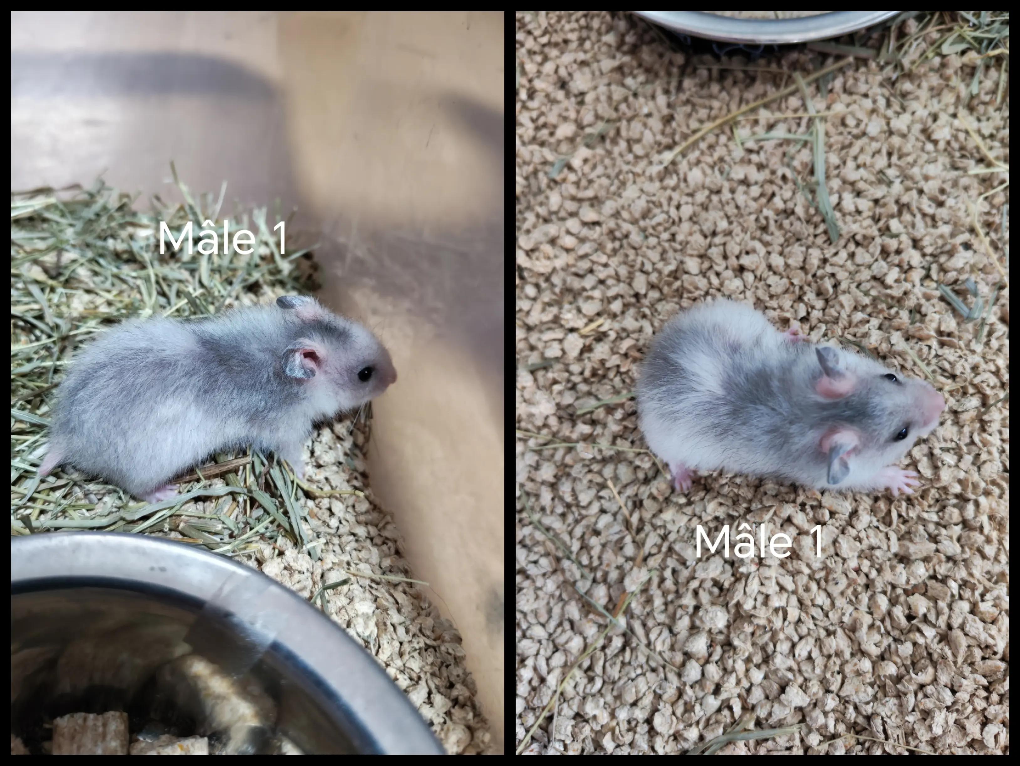 @Animal Passion