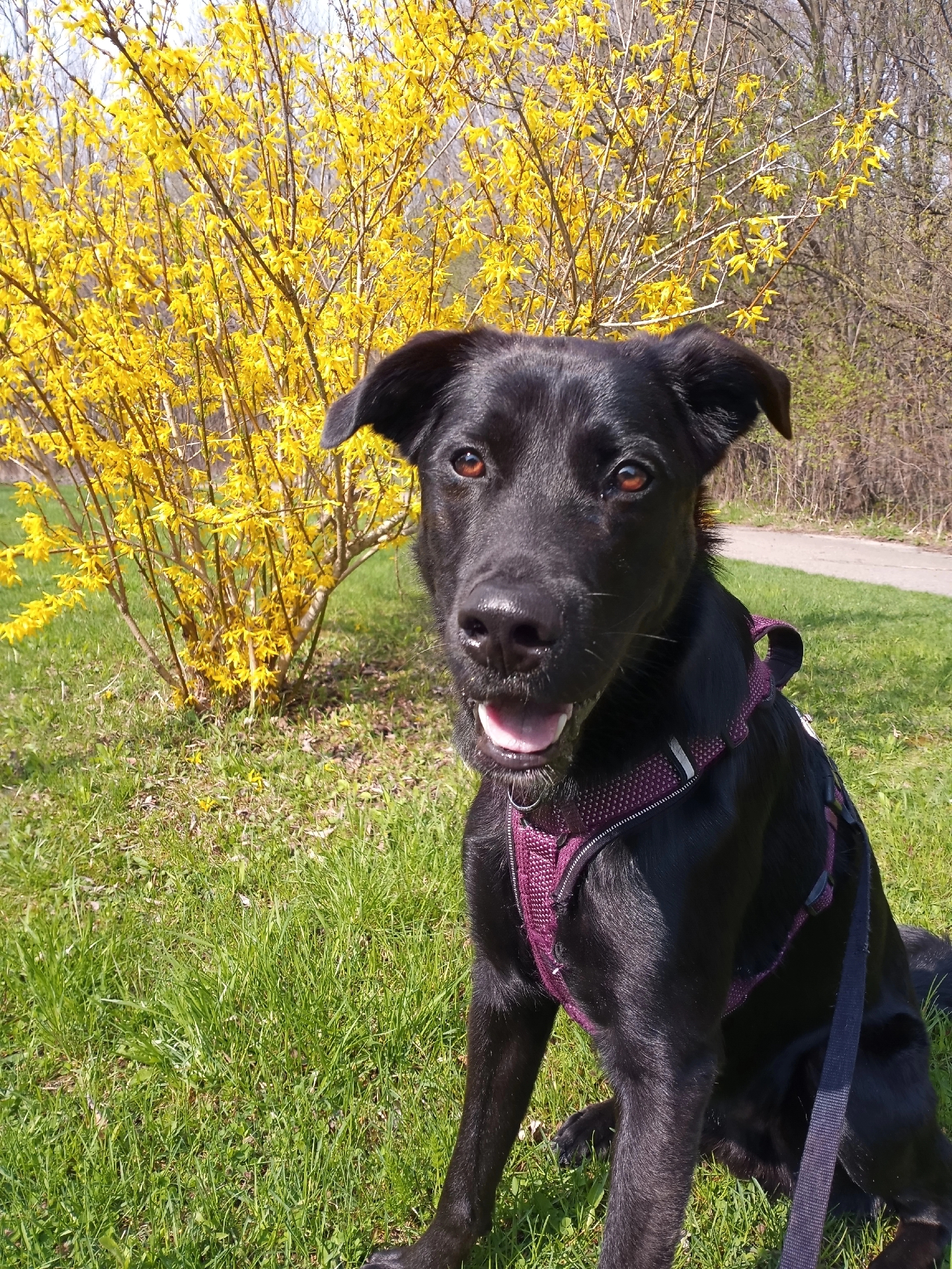 @WestEndDogWalking🐕🚶♀️