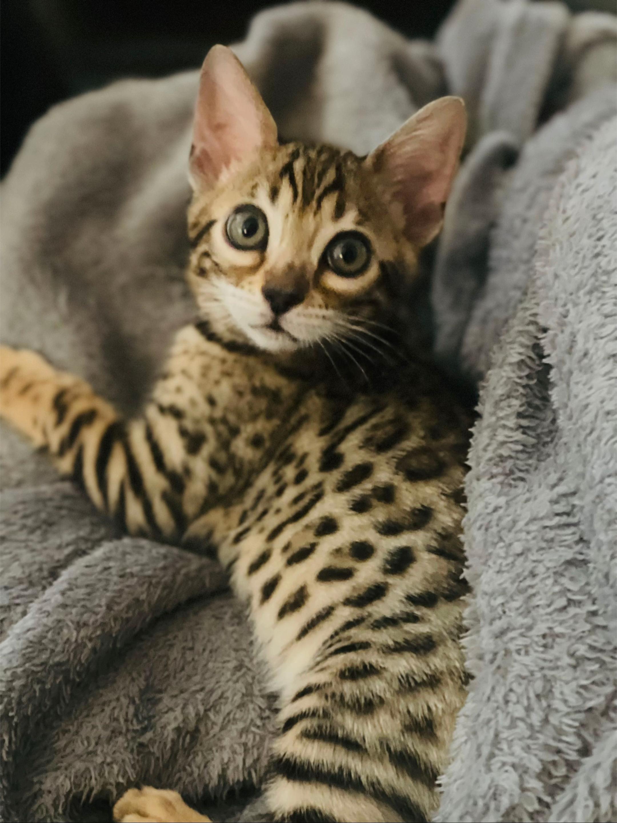 @sweet4bambi♥️Bengalkitten