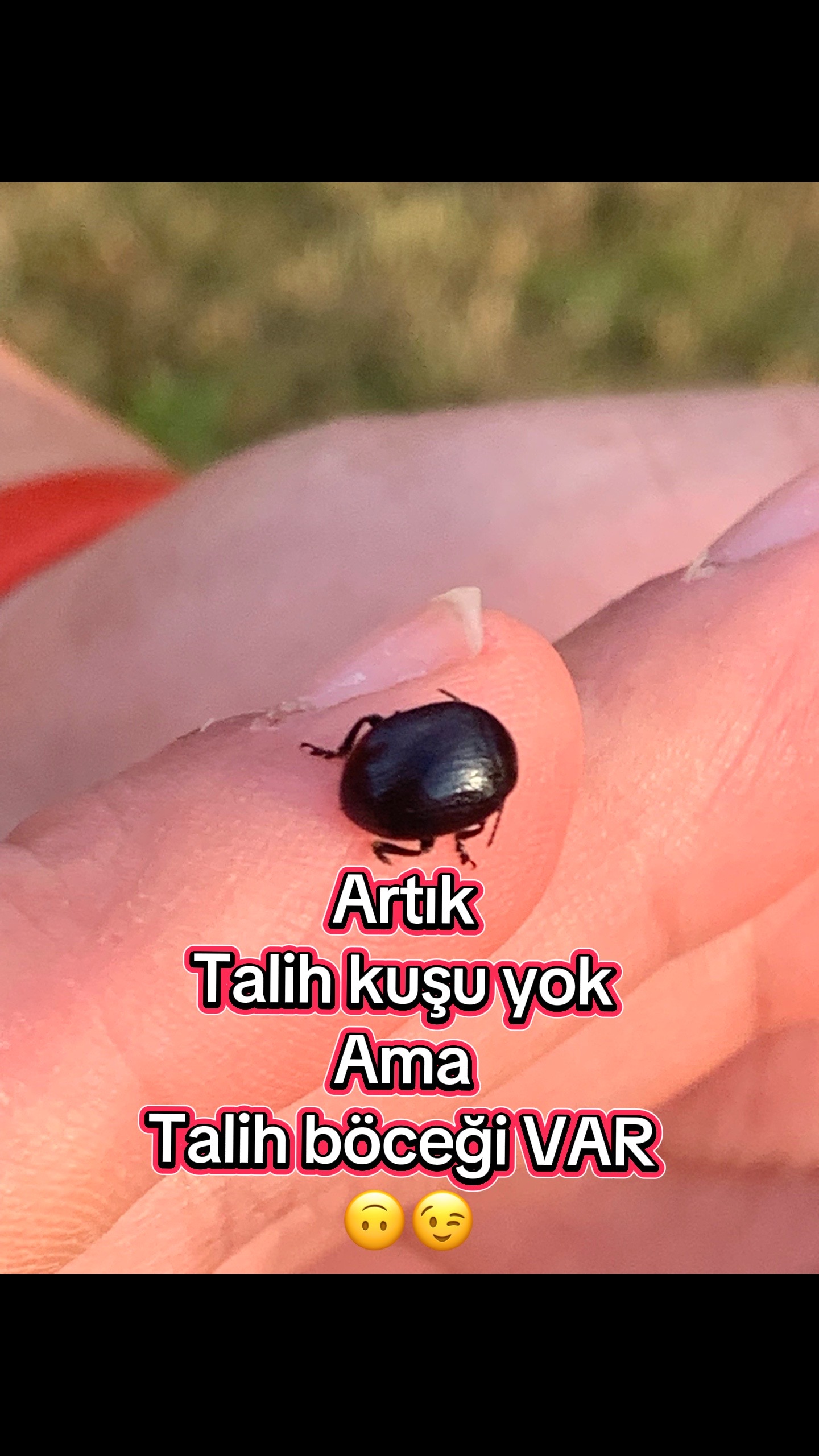 @Biricik Habby