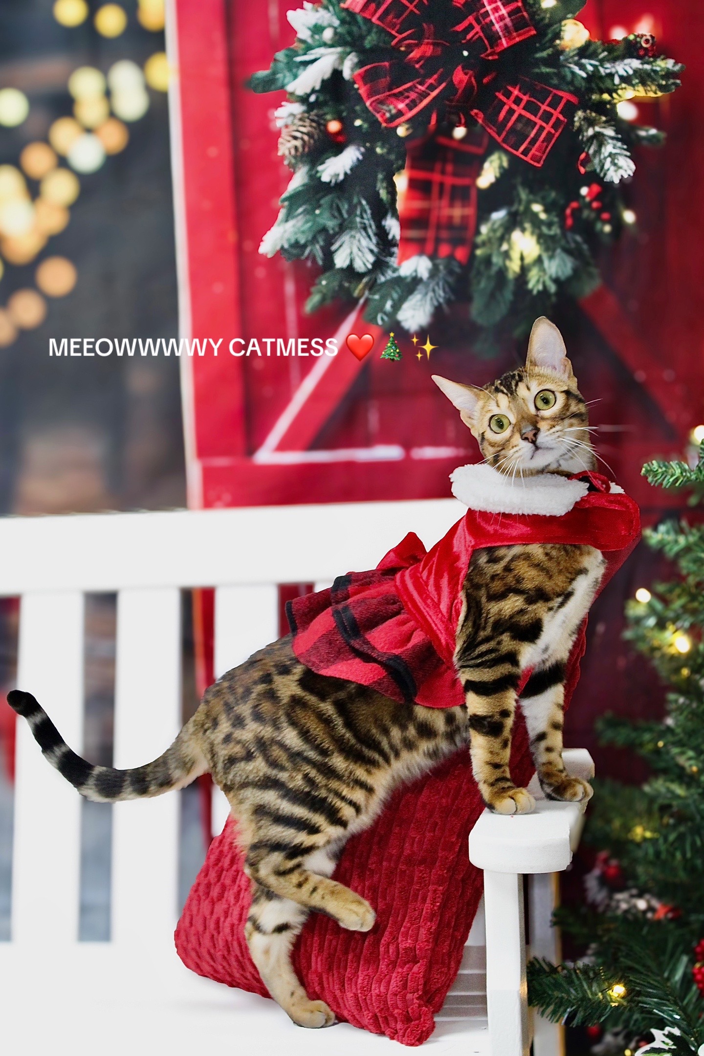 @cleochanelthebengal