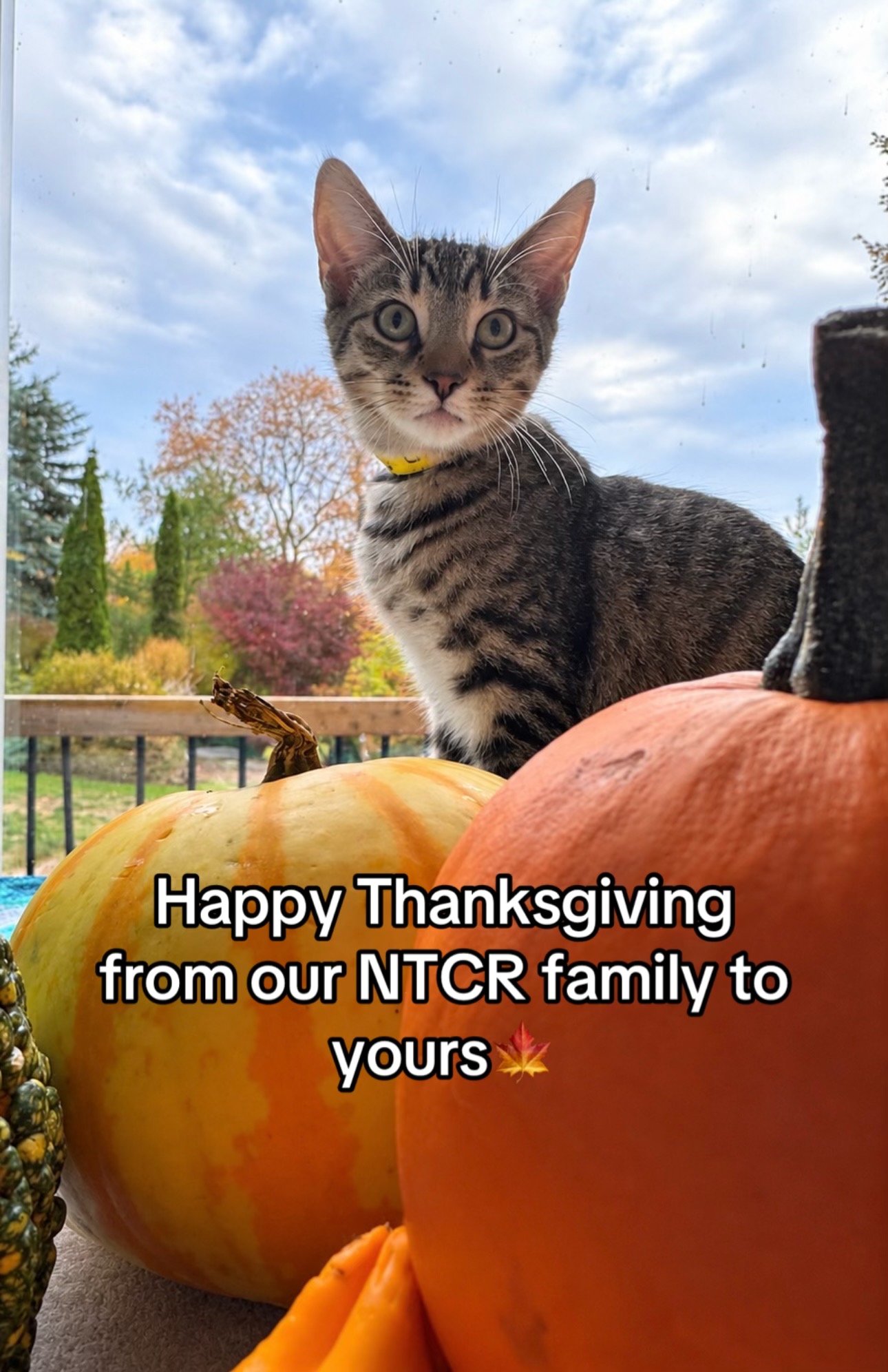 @North Toronto Cat Rescue