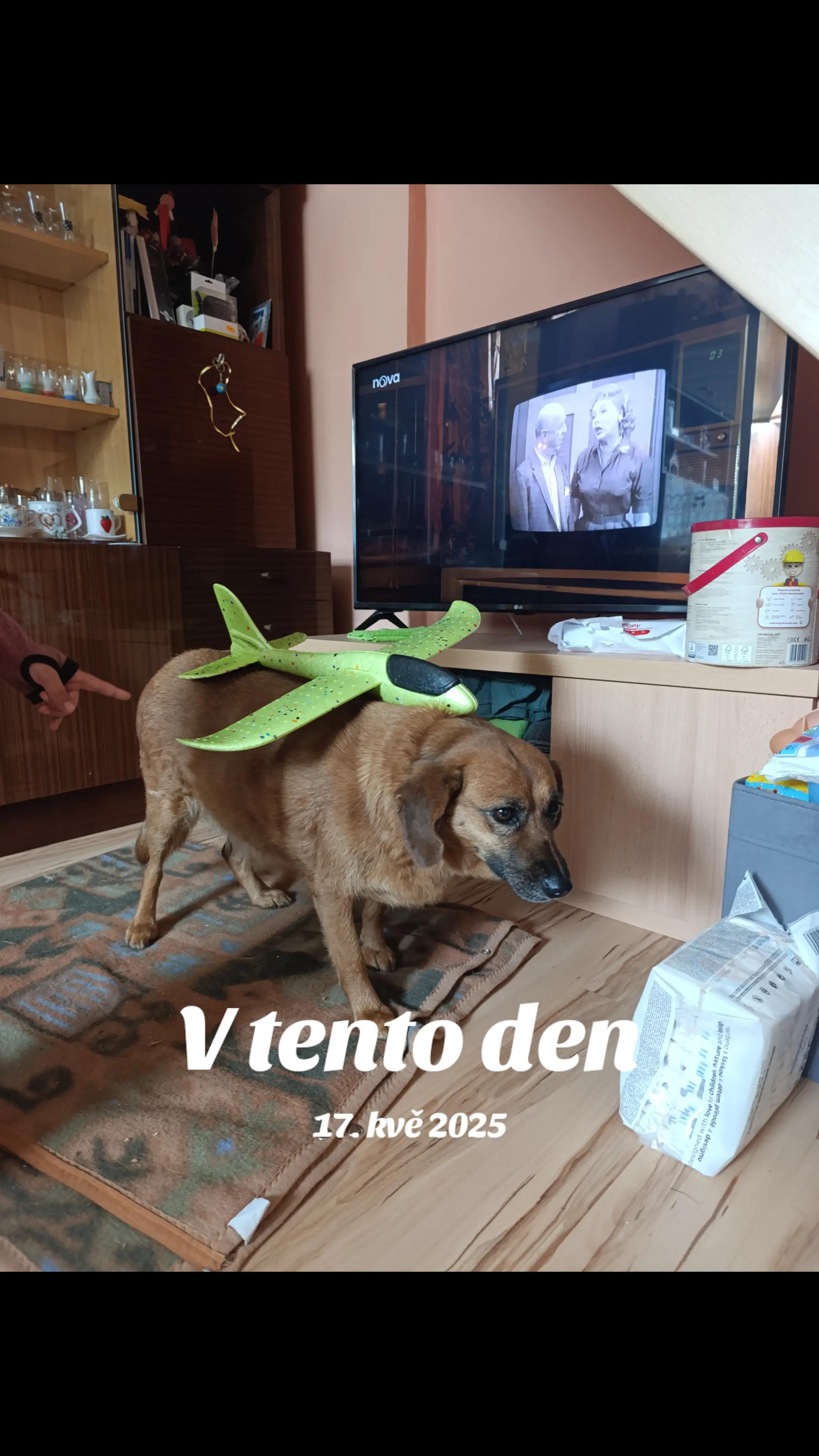 @pojsek_blaznivej