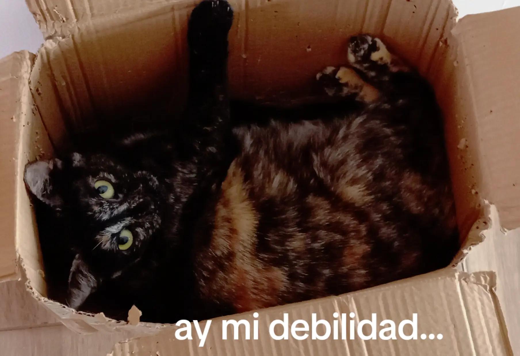 @Aniela