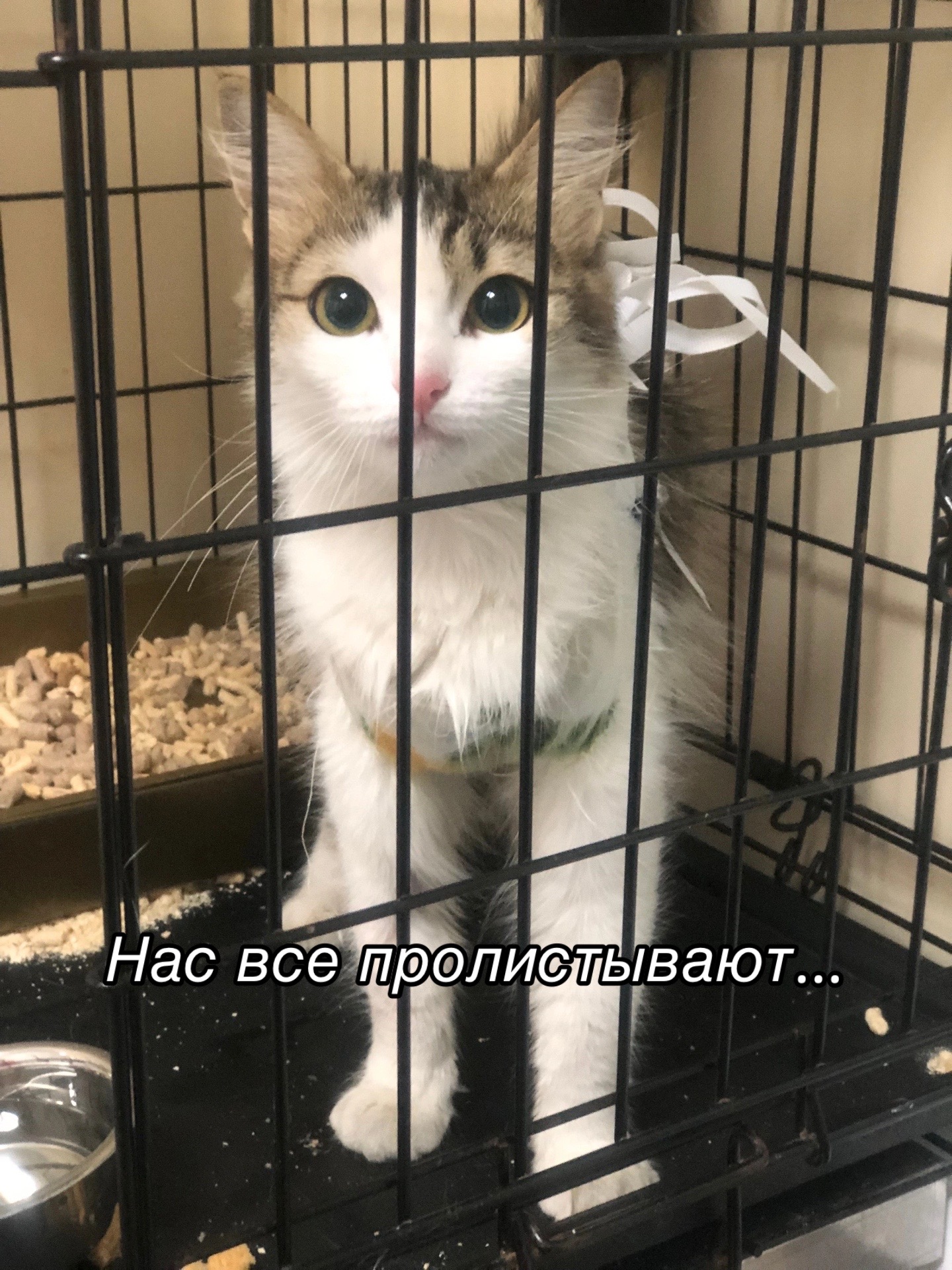 @Приют для животных Потеряшка